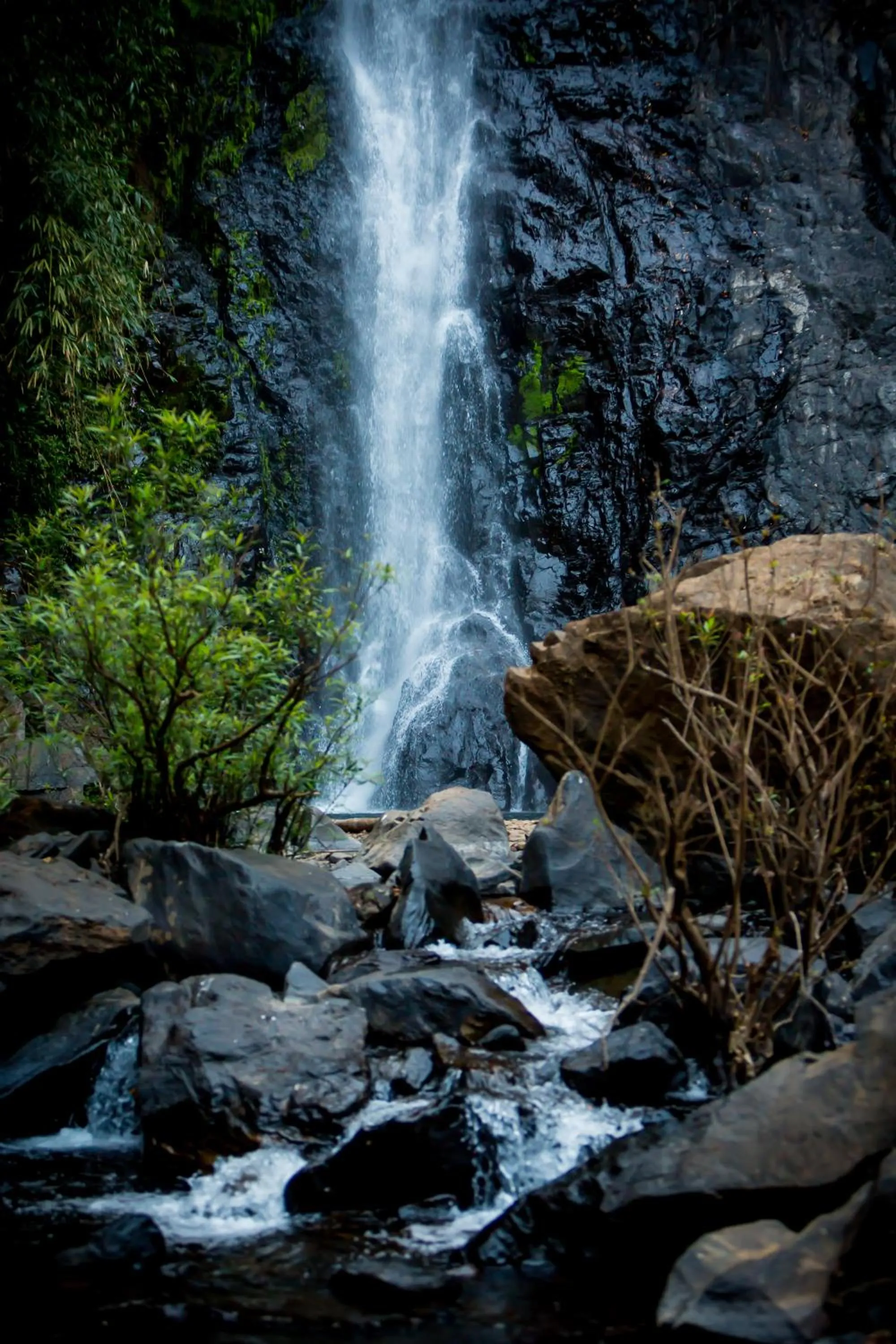 Spring in The Postcard Hideaway, Netravali Wildlife Sanctuary, Goa