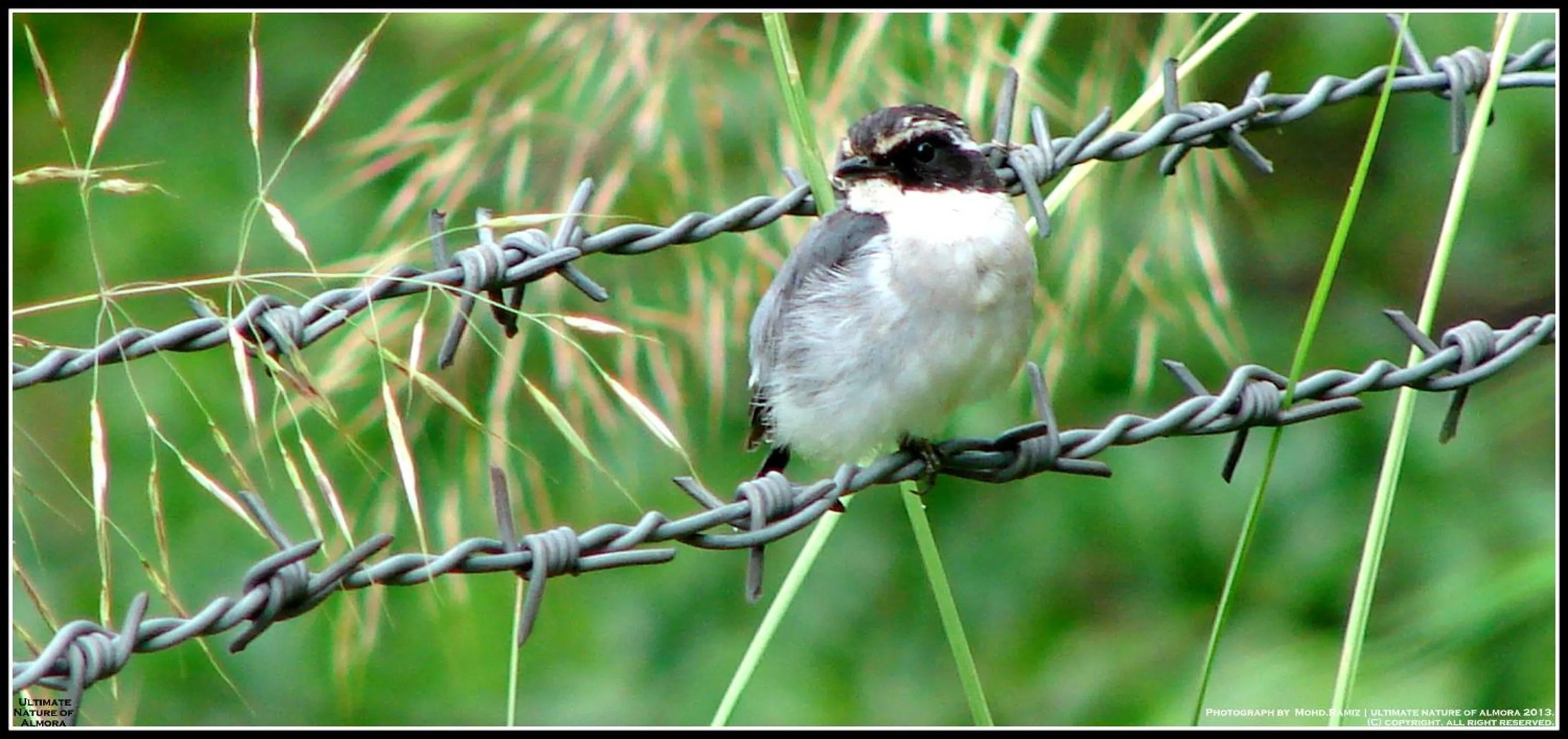 Animals in Captains Paradise Luxury Resort at Mukteshwar Hill Station