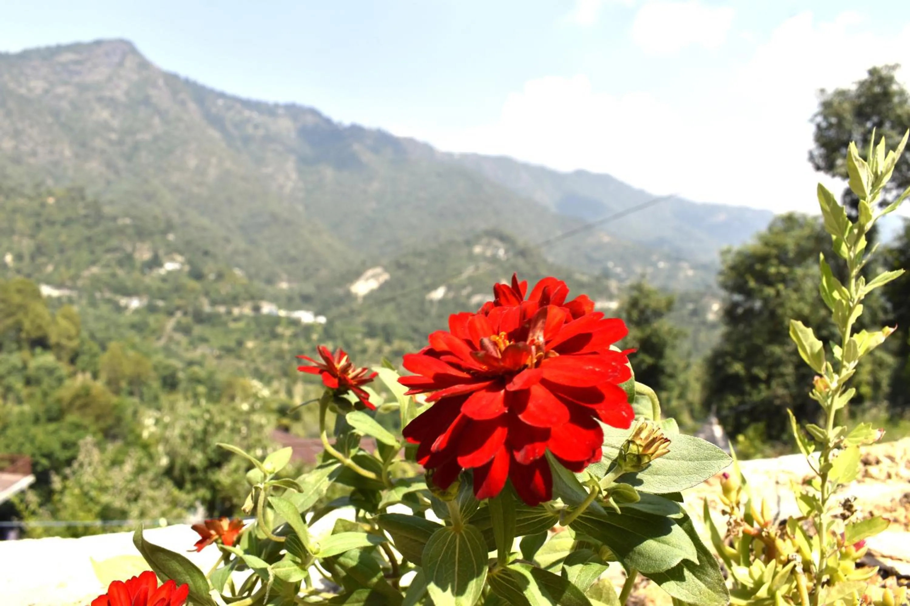 Day in Captains Paradise Luxury Resort at Mukteshwar Hill Station