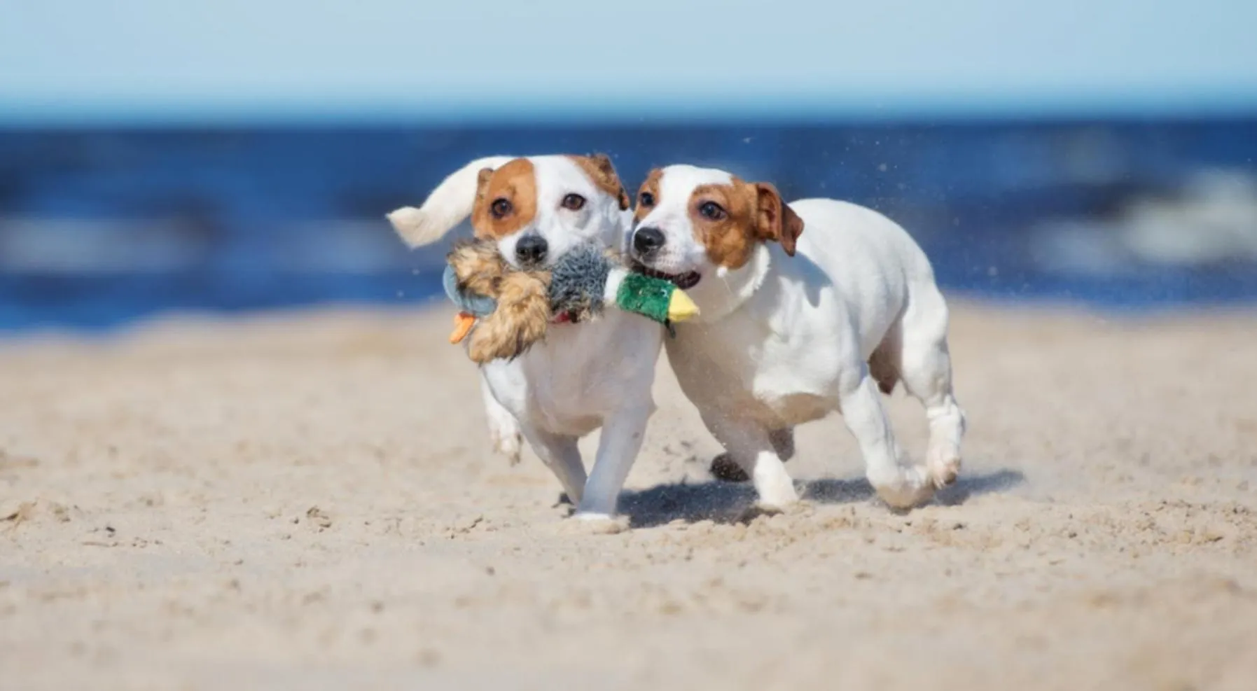 Pets in Plato by Hofstad Studio’s