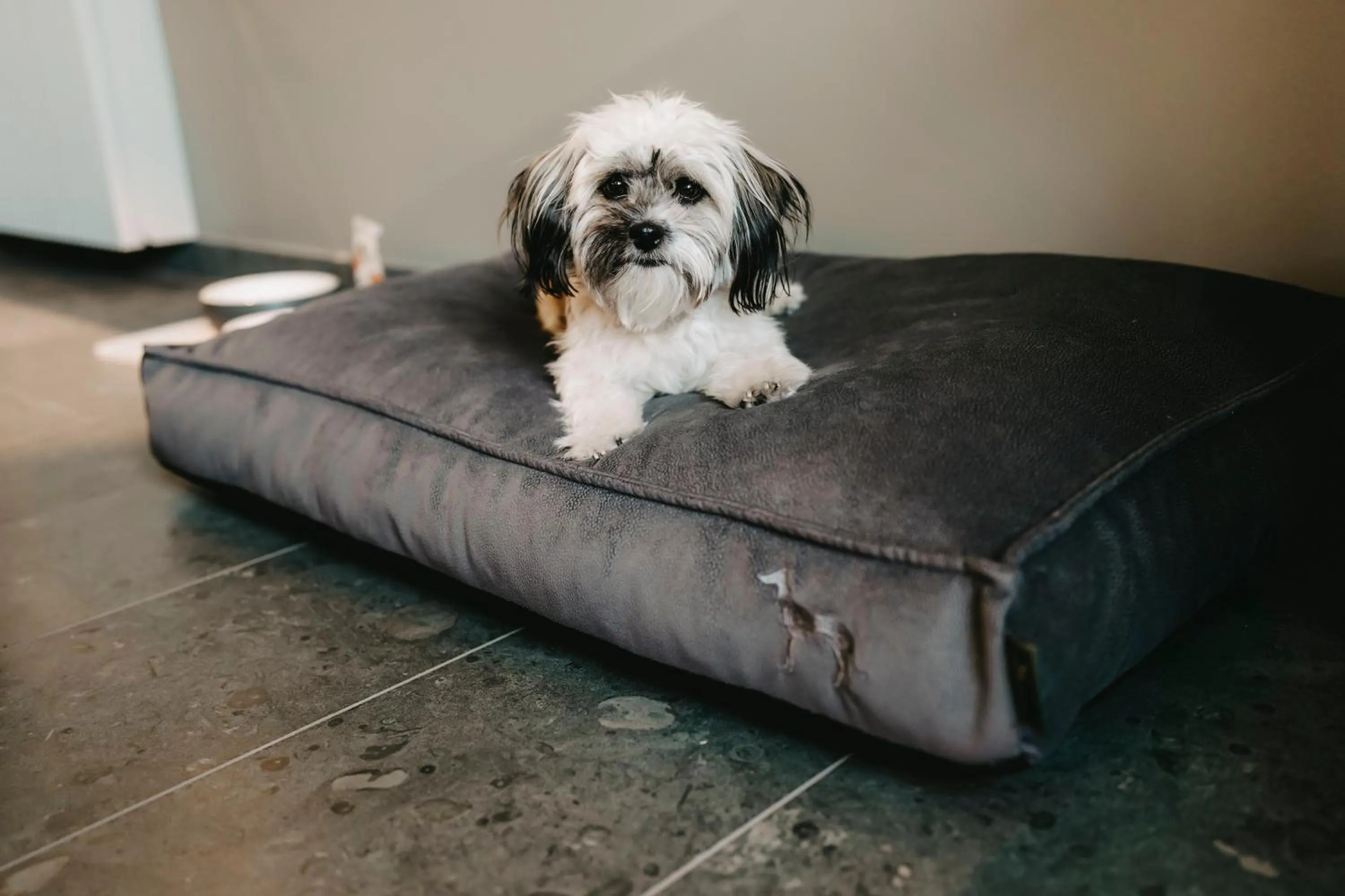 Pets in Parkhotel Gütersloh