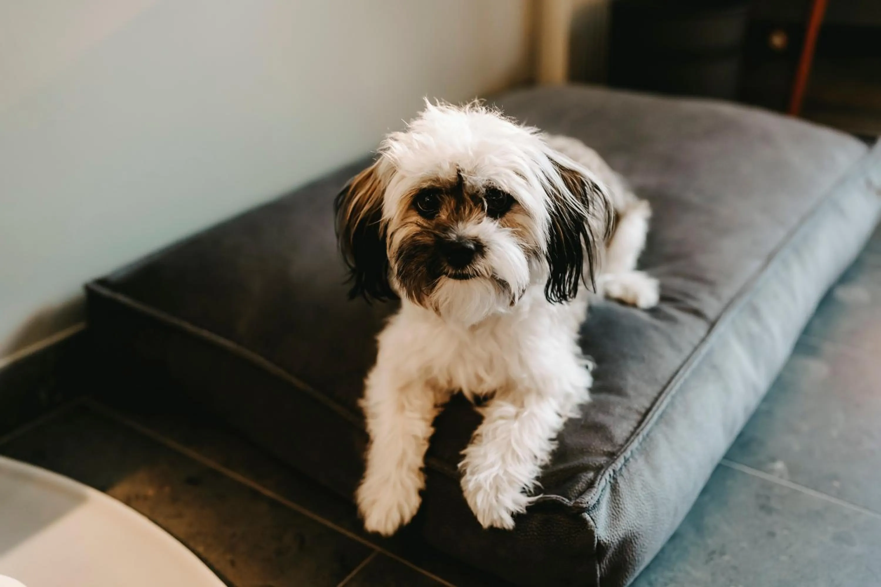 Pets in Parkhotel Gütersloh