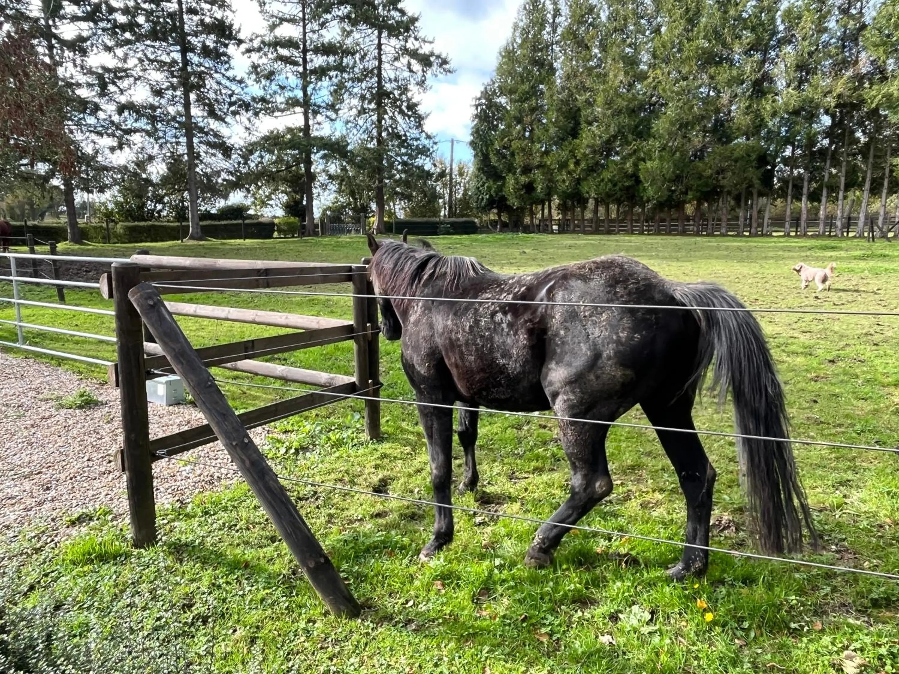 Animals in Le Domaine des Volets bleus