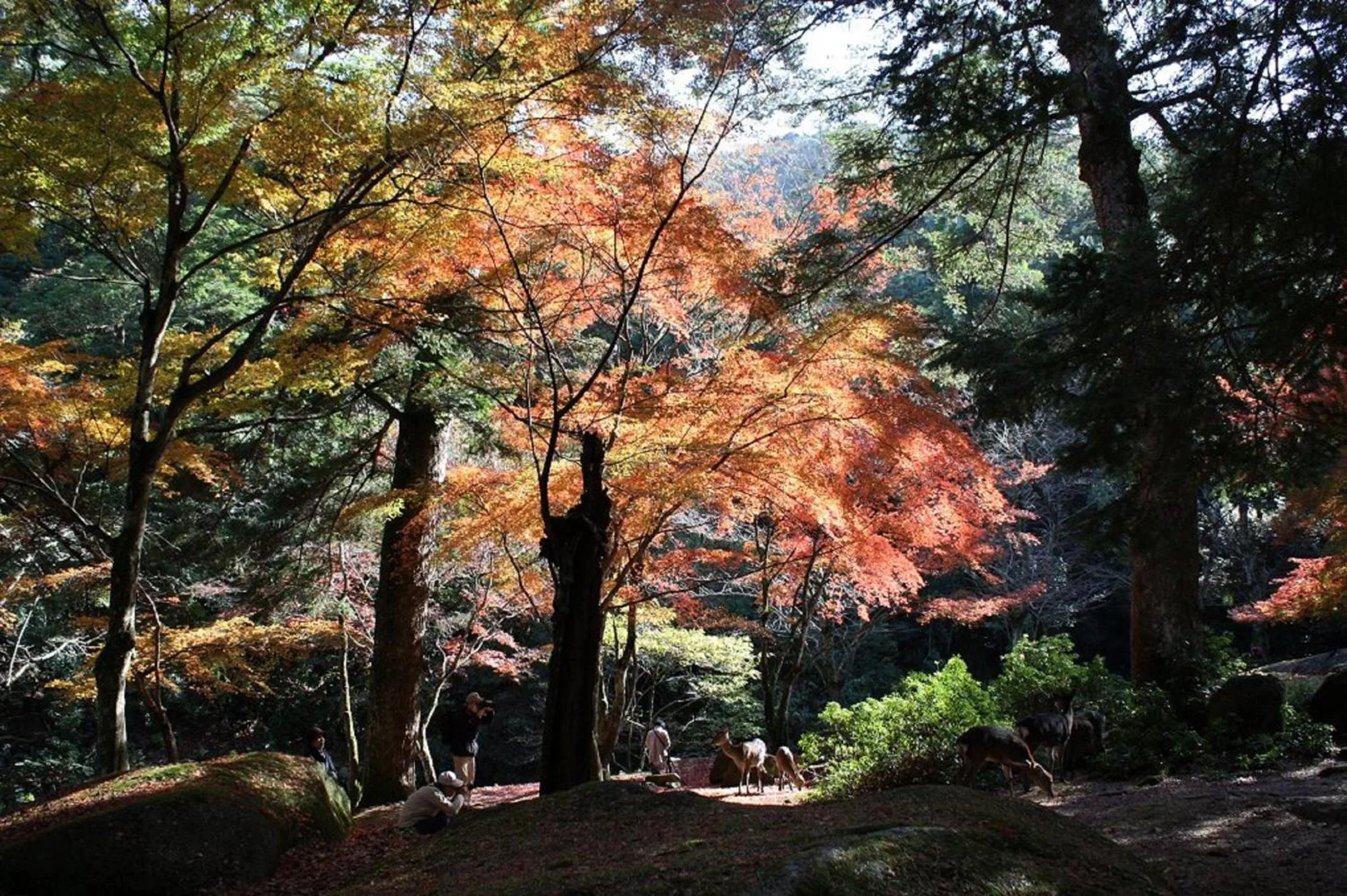 Off site in Sakuraya
