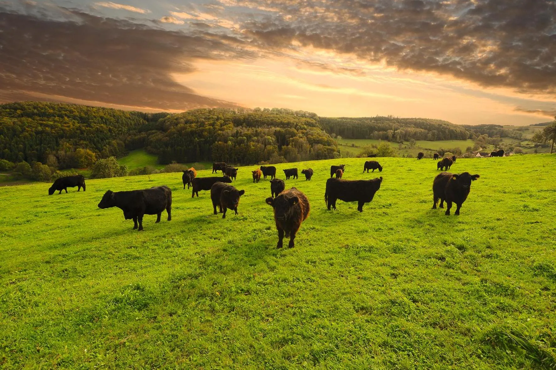 Off site in Möhringers Schwarzwald Hotel