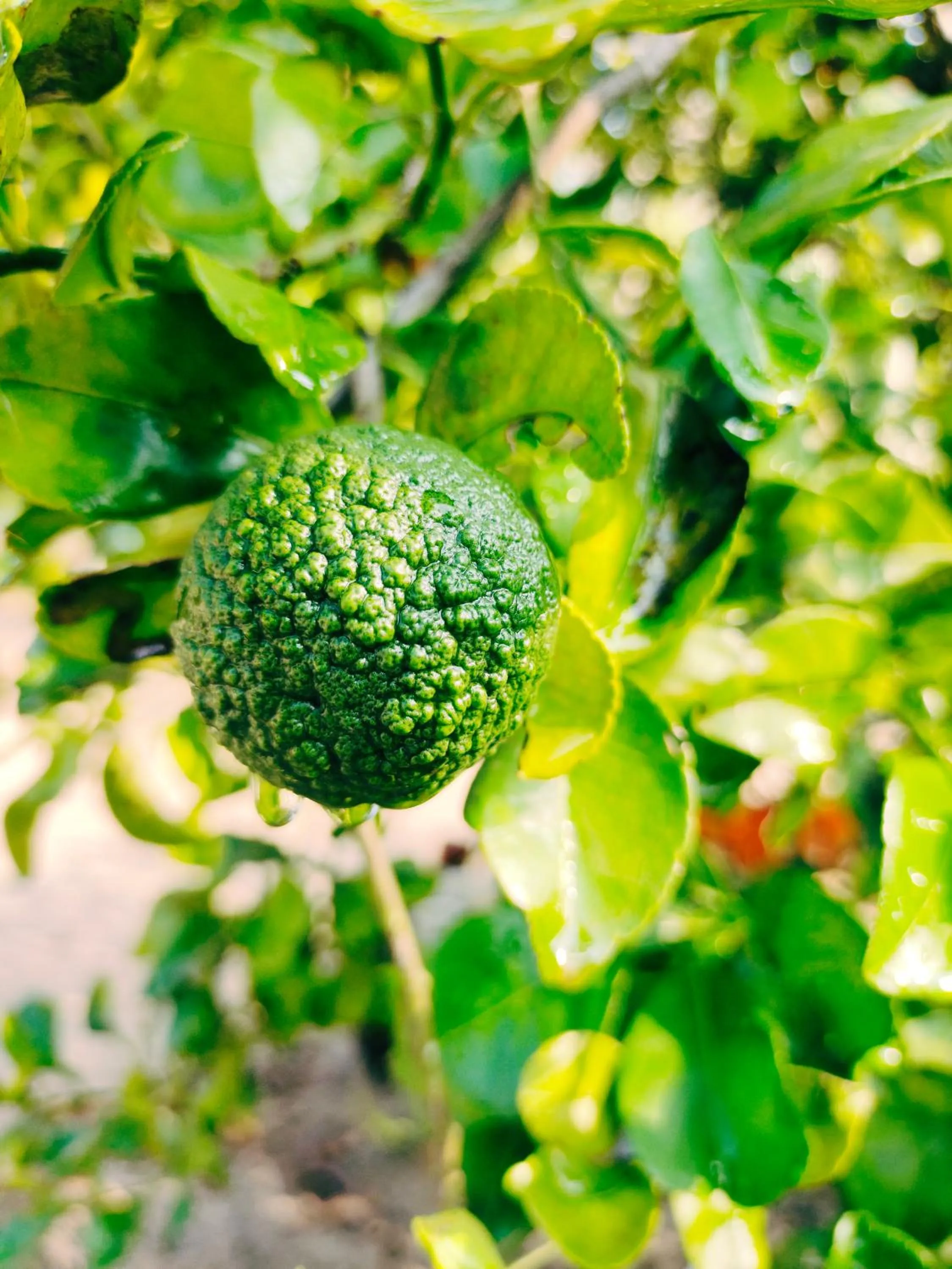 Achayans Homestay Mararikulam