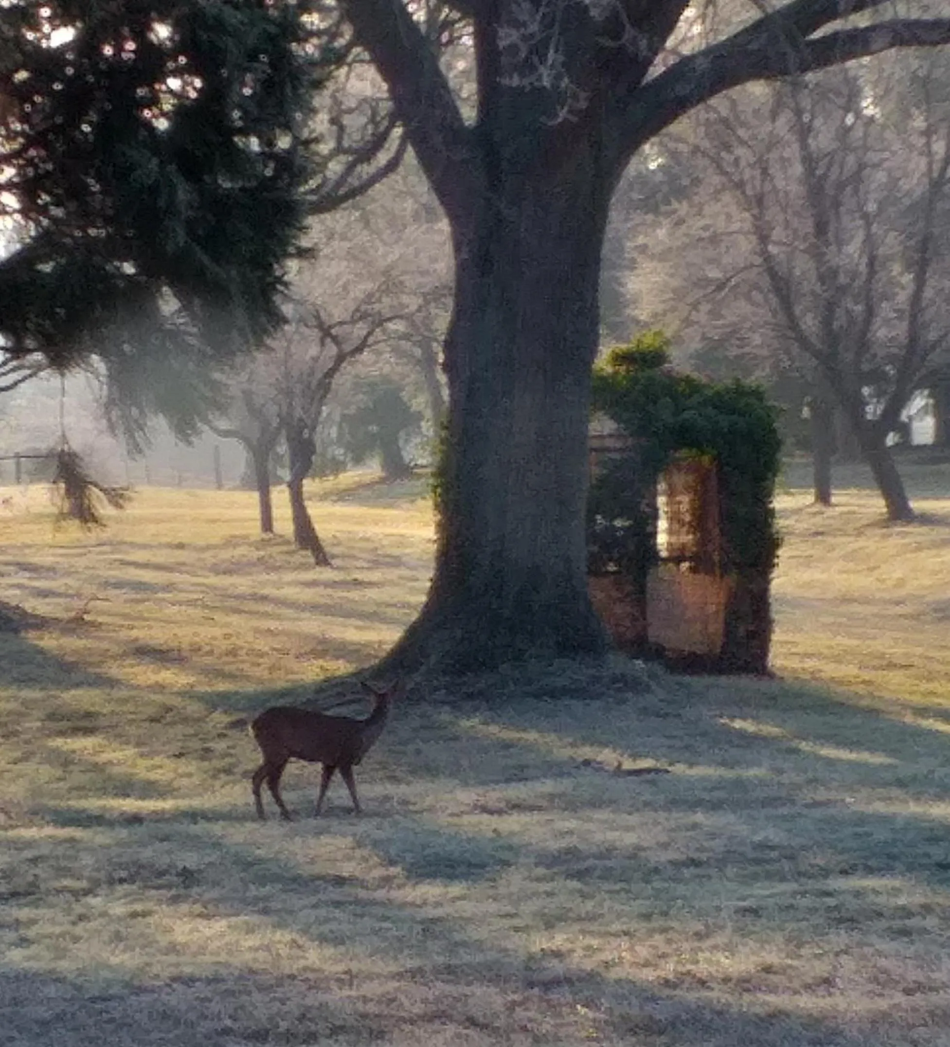 Garden in DOMAINE BERENGUER