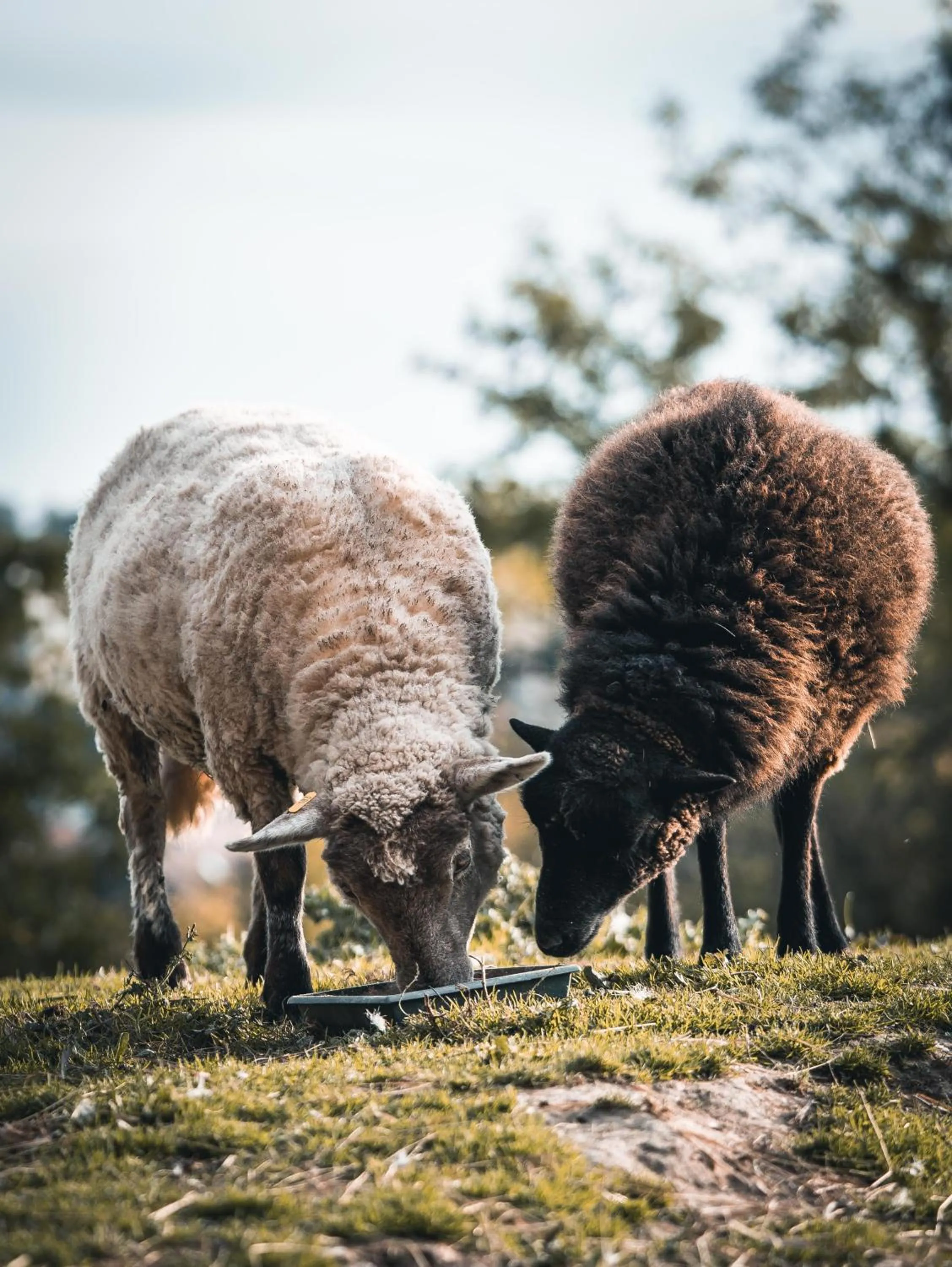 La Maison au bord du Lac