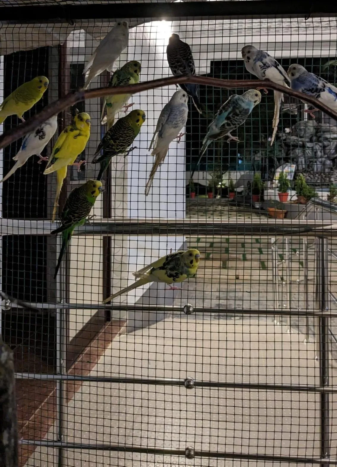 Animals in Lake Palace Family Resort Kumarakom