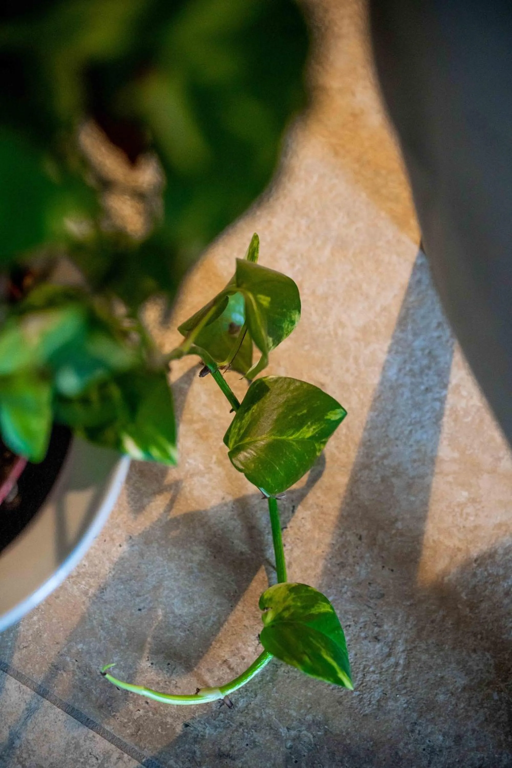 Property building in Mulberries