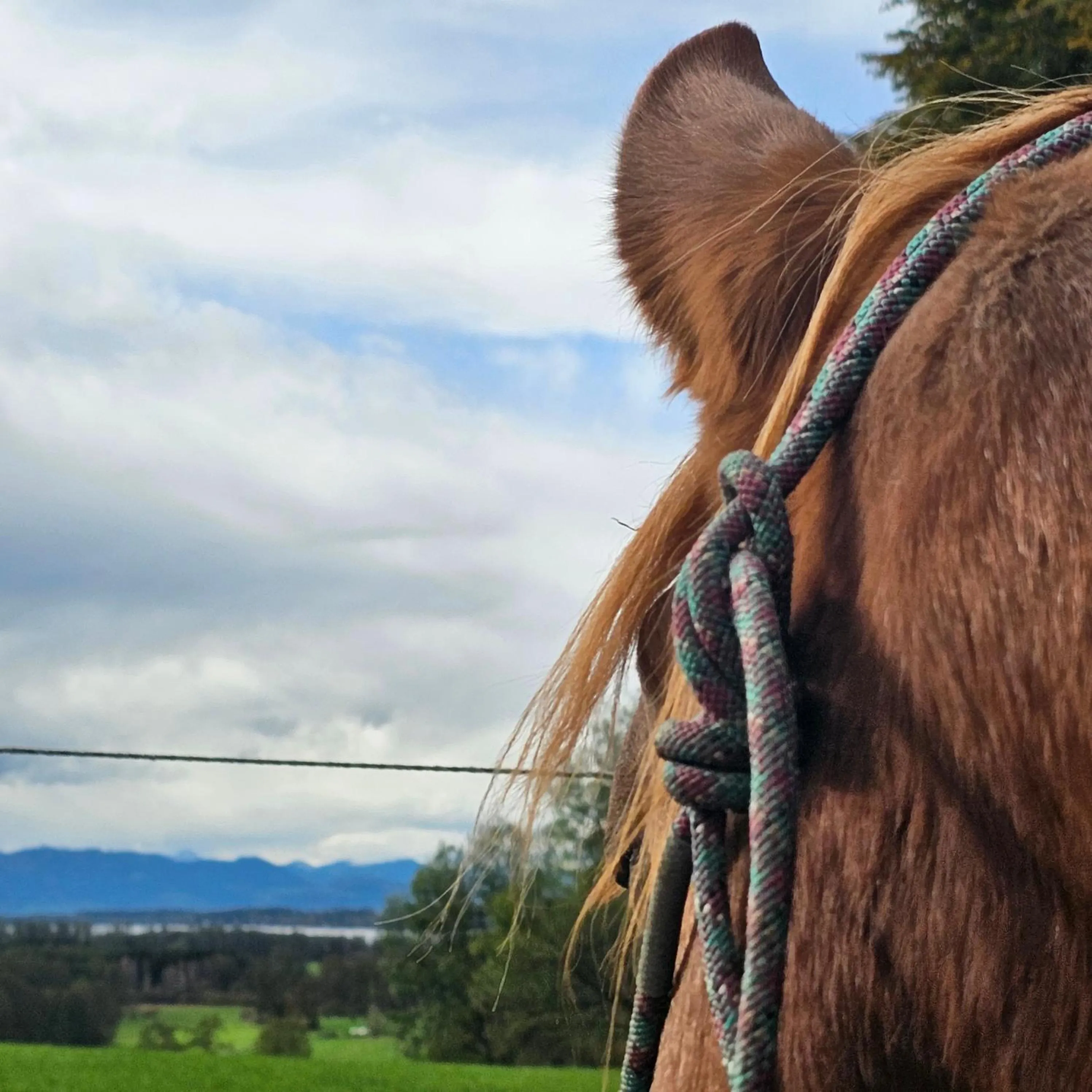 Animals in Der Blankhof "Back to Roots"