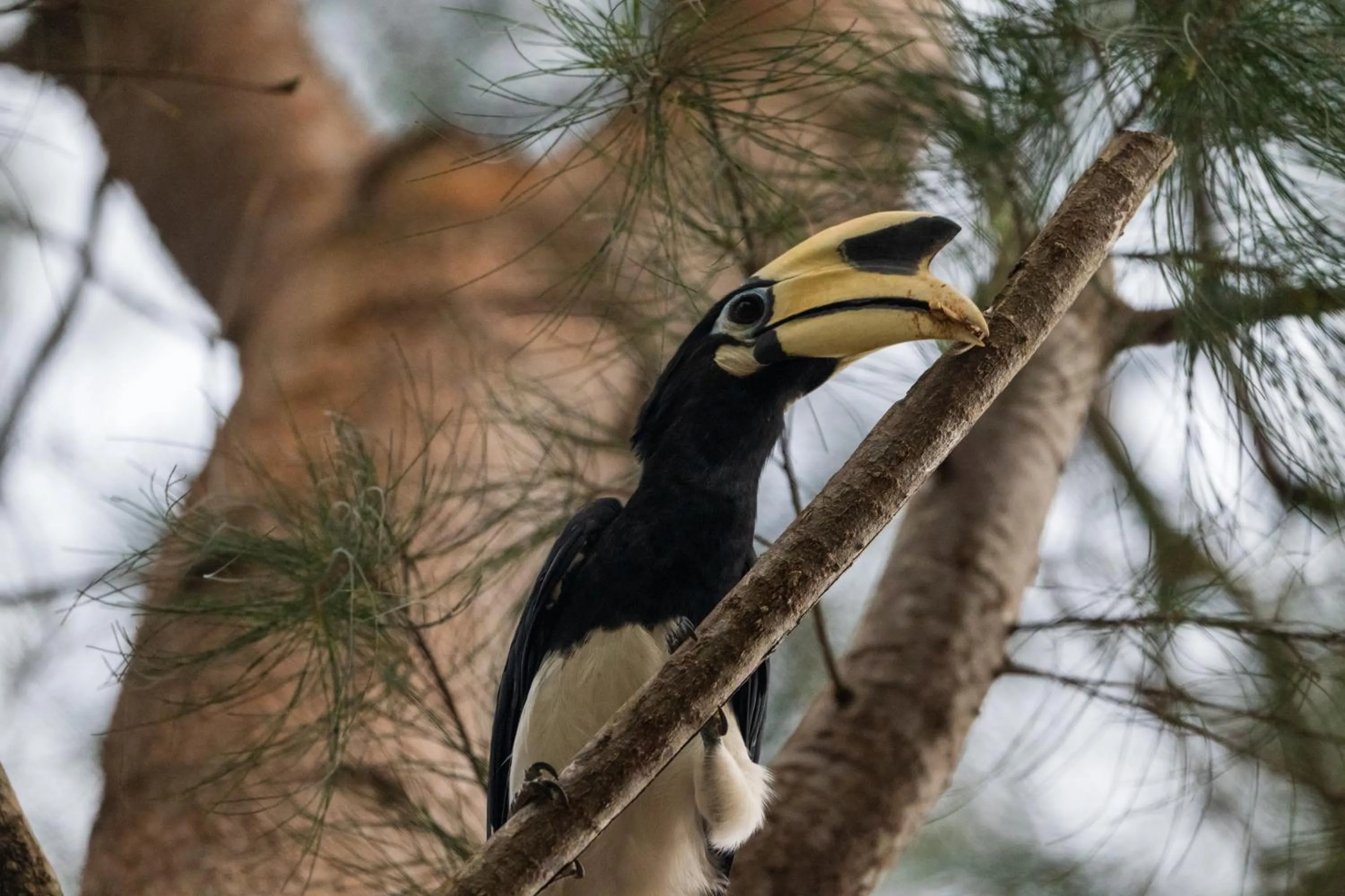 Activities in Ara Dinawan Island Resort