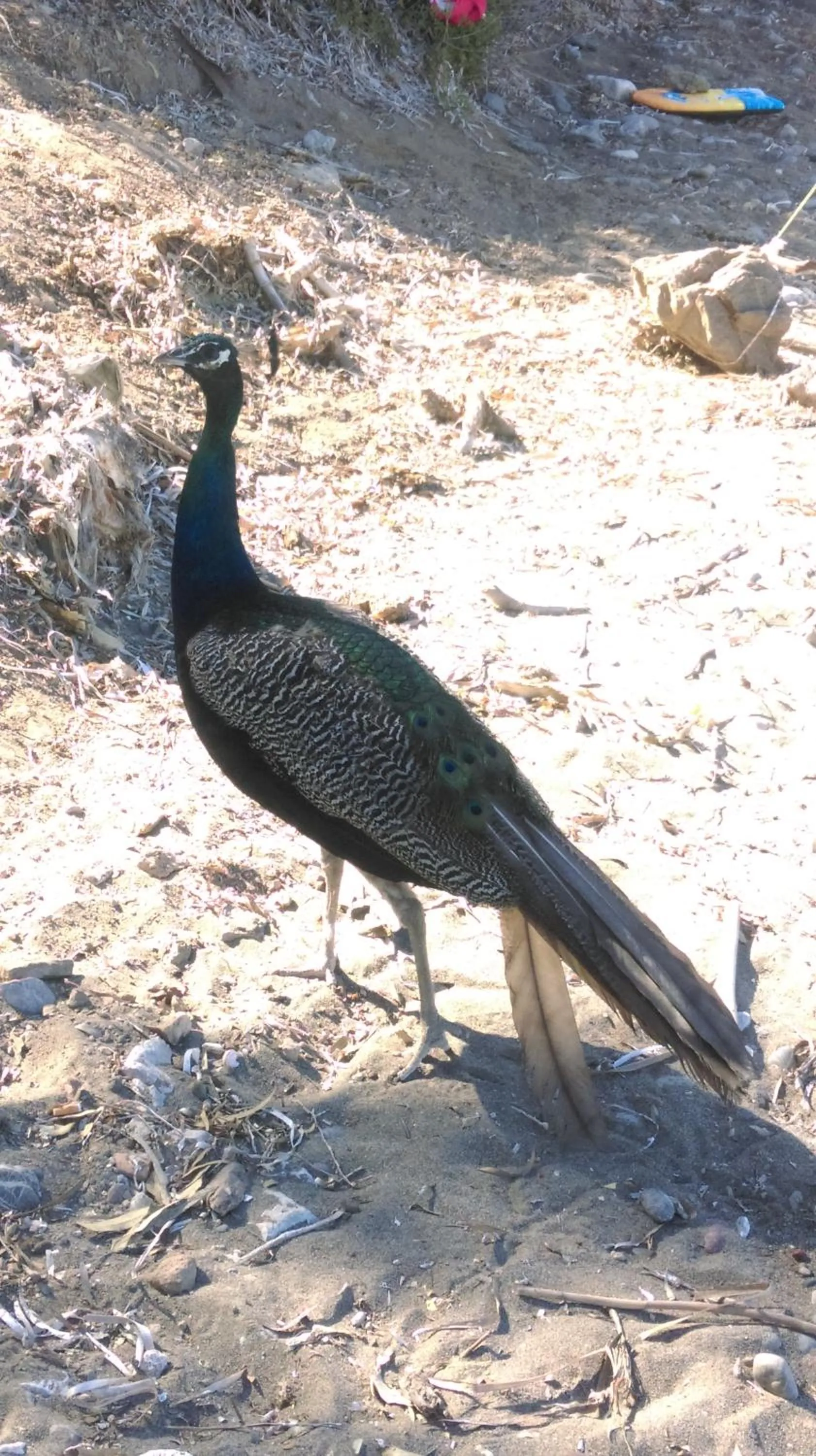 Animals in Boutique Hotel Tilos Mare