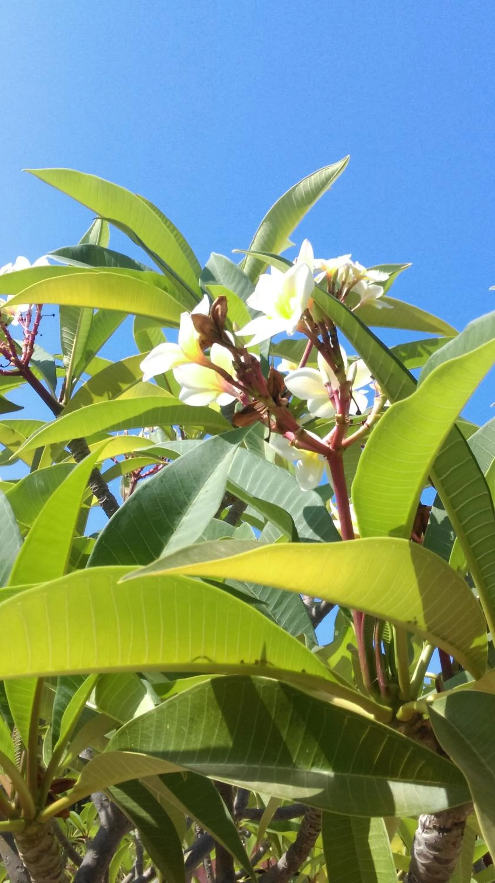 Garden in Boutique Hotel Tilos Mare