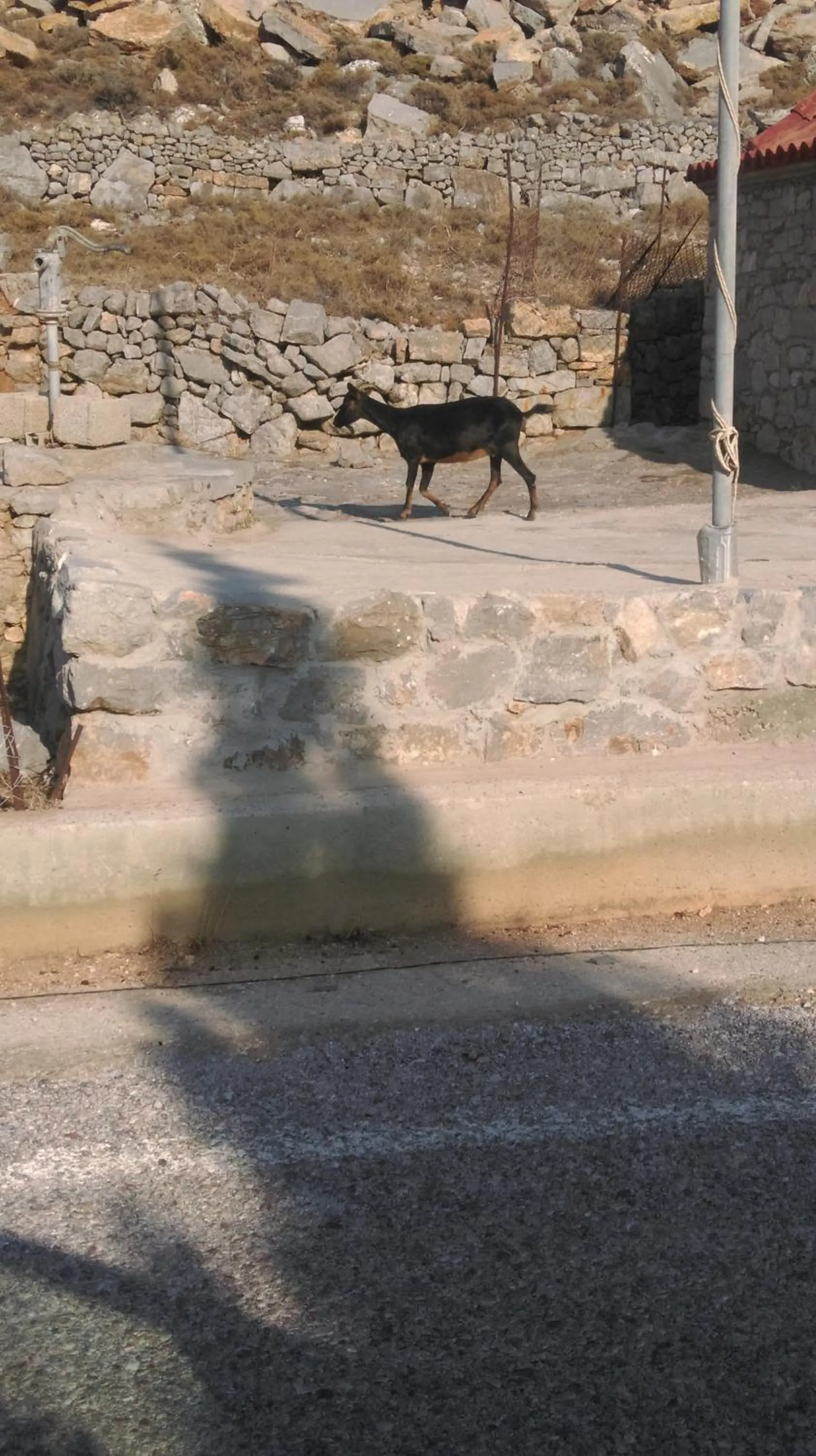 Animals in Boutique Hotel Tilos Mare