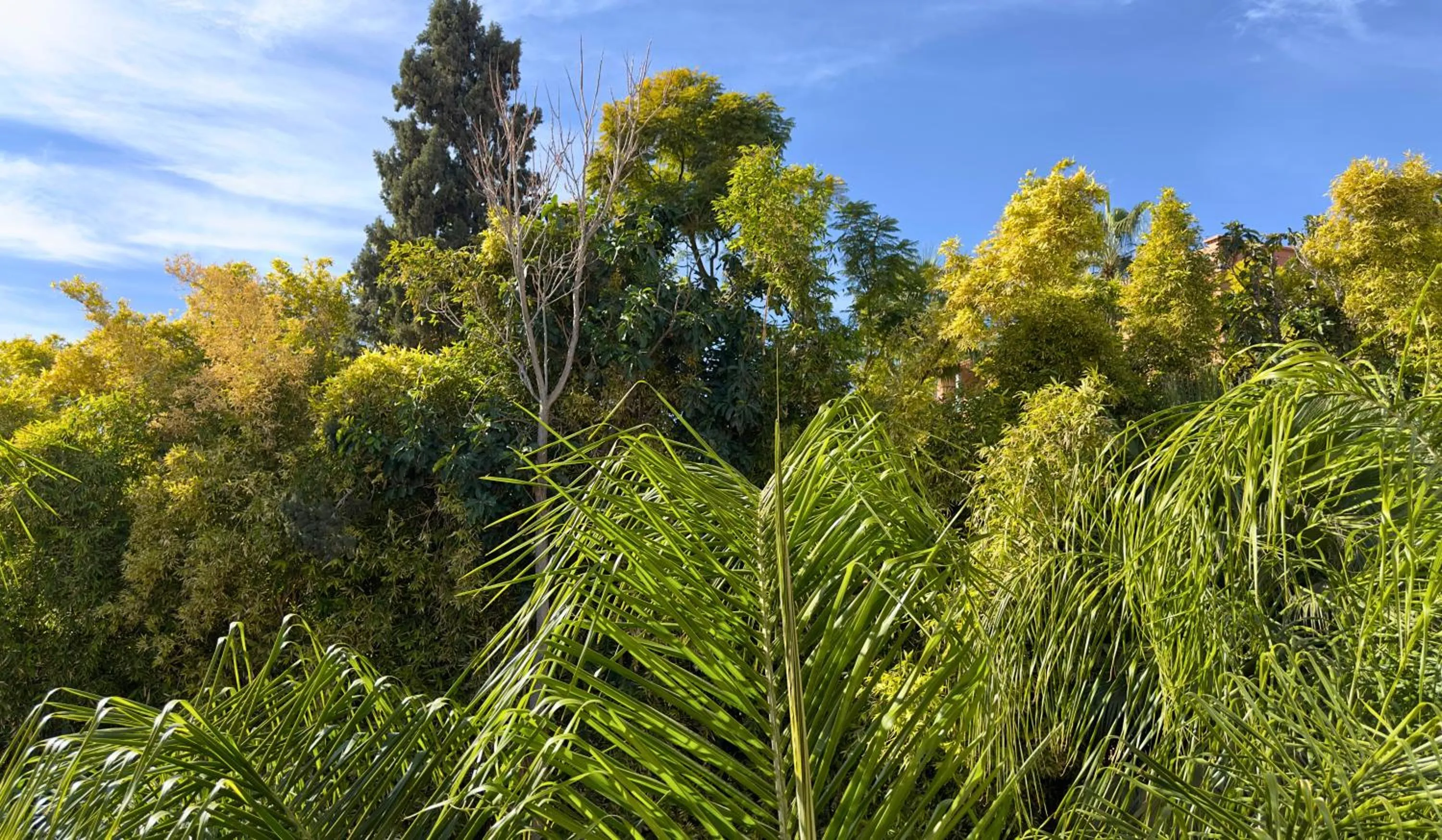 Garden view in Sillage Palace Sky & Spa