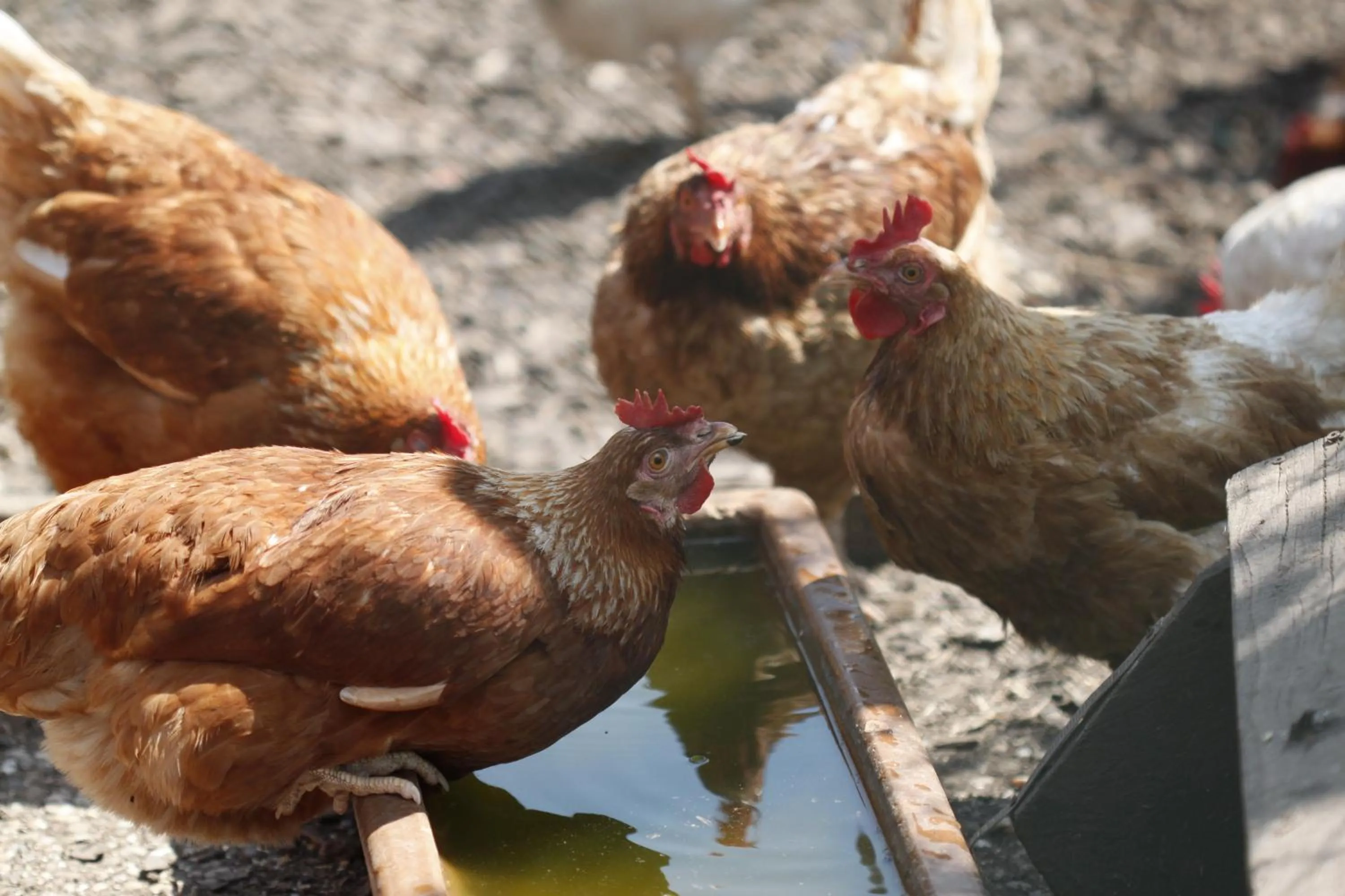 Animals in Am Treidelpfad