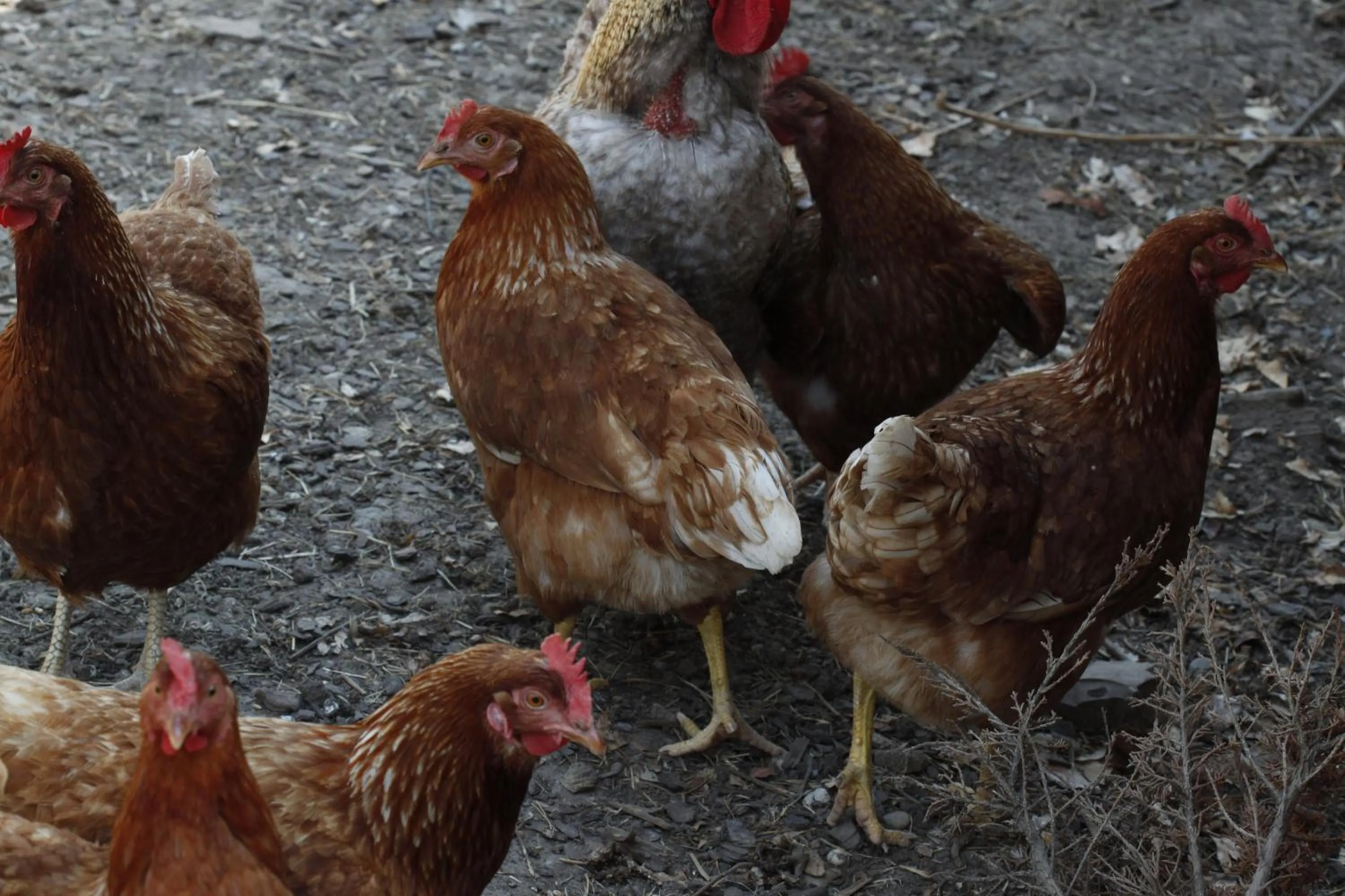 Animals in Am Treidelpfad