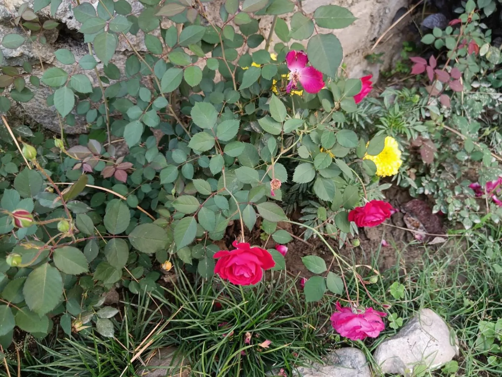 Garden view in Vanasthali Jungle Resort Jim Corbett
