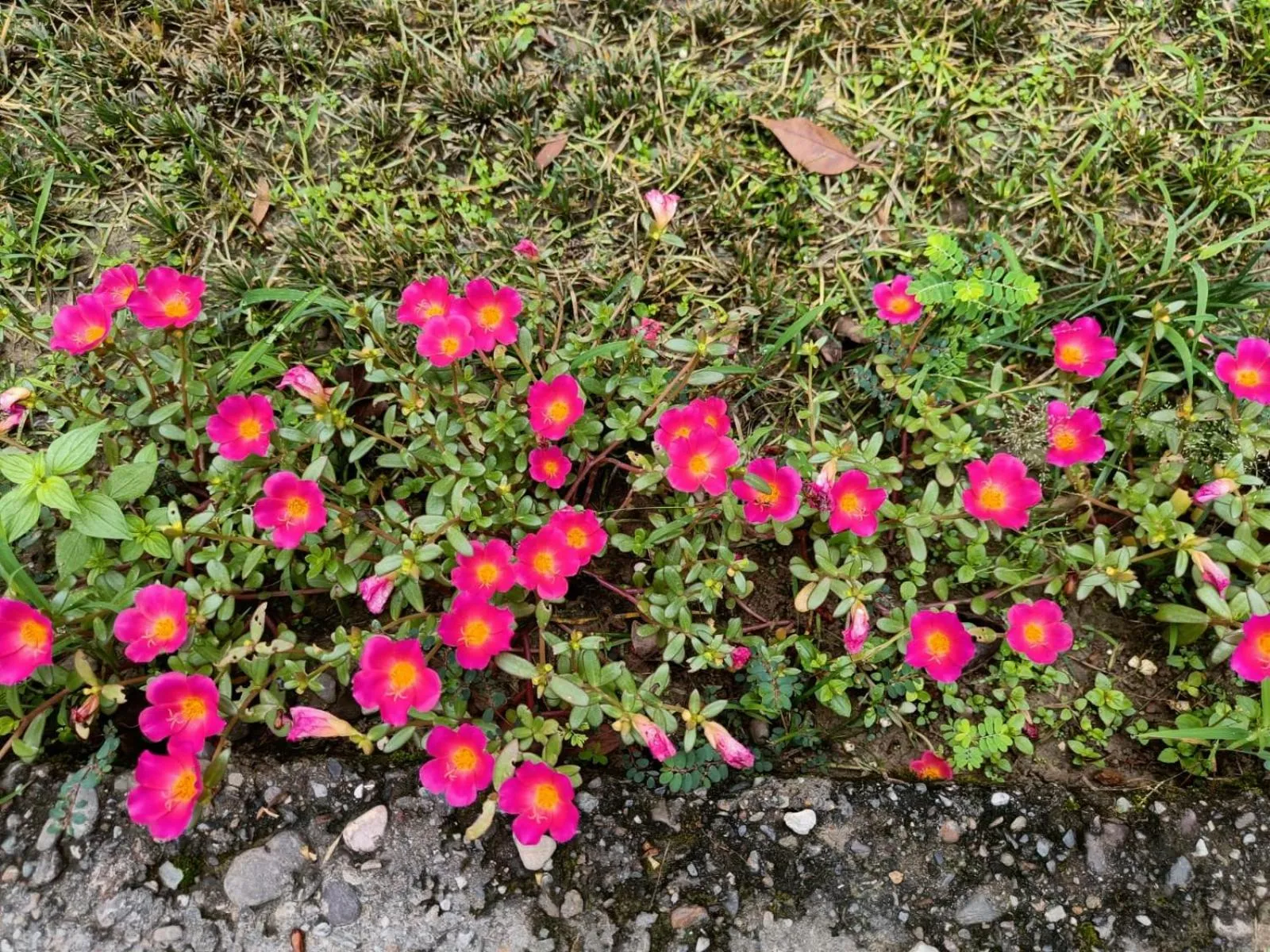 Garden in Vanasthali Jungle Resort Jim Corbett