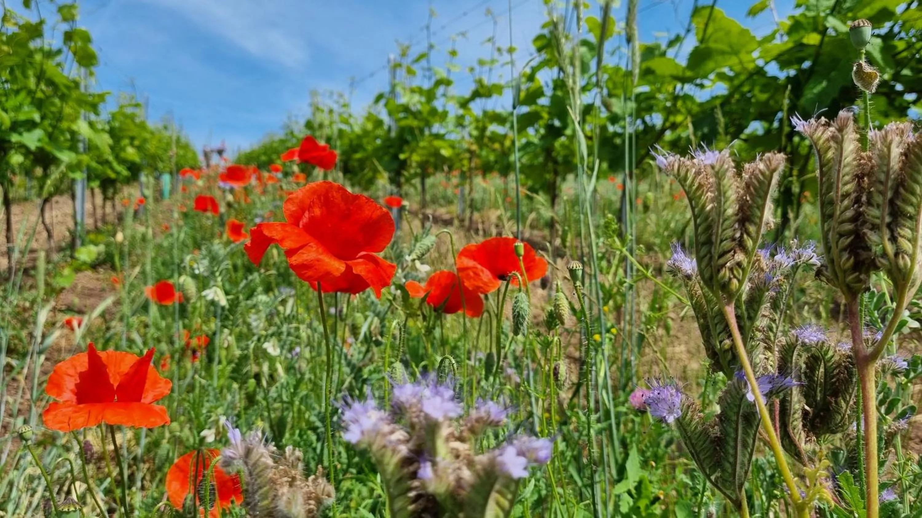 Pension Vinařství Klučov