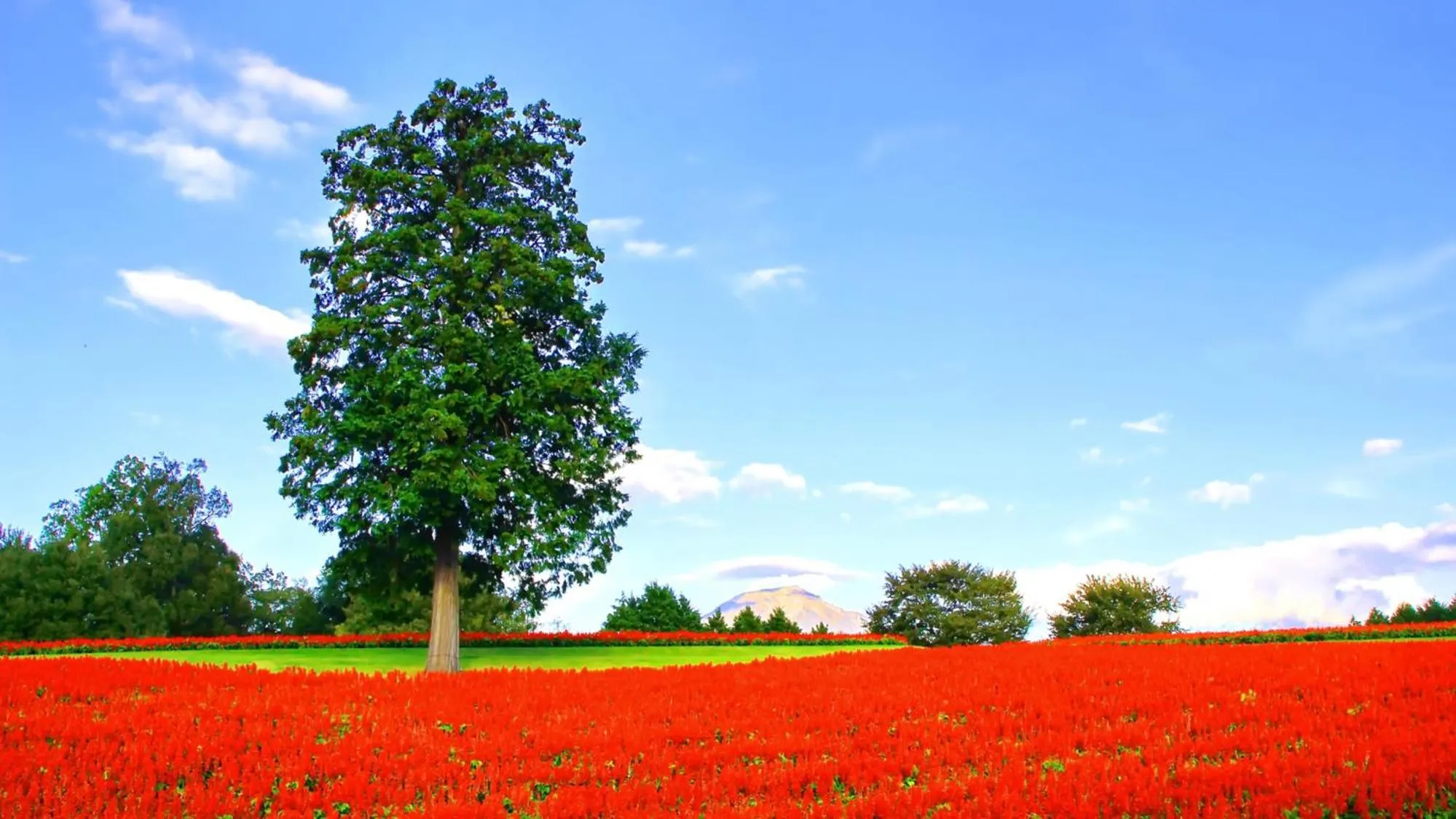 Nearby landmark in Toyoko Inn Yonago Ekimae