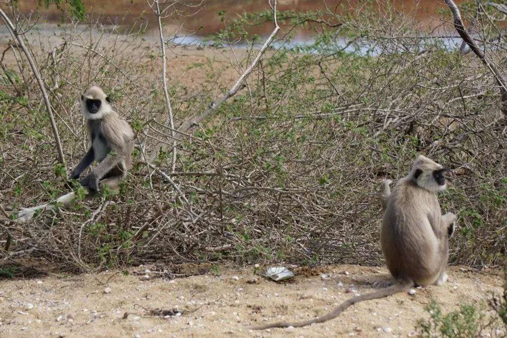 Natural landscape in Lagoon gate Tangalle Resort