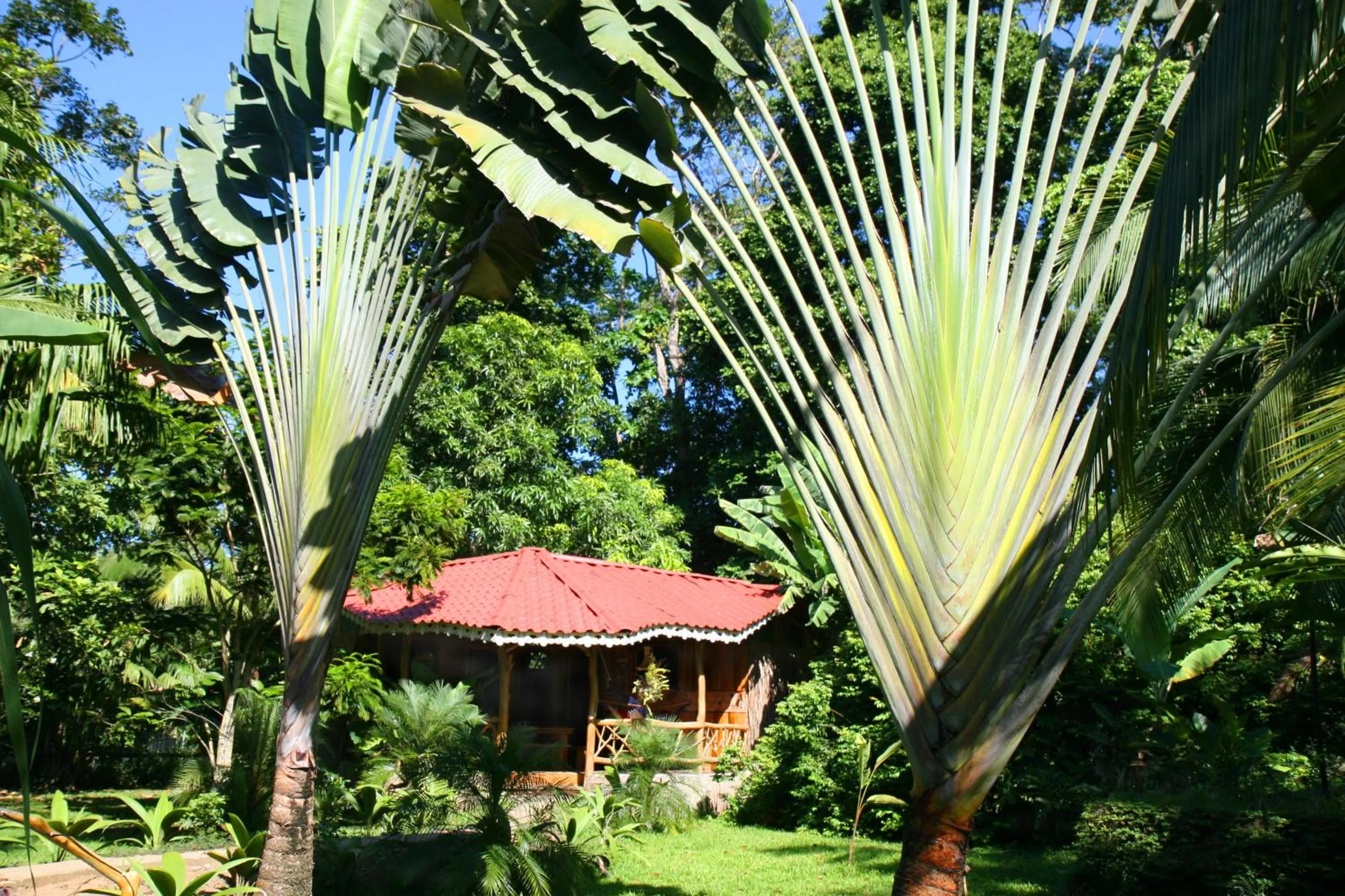 Patio in Hotel La Costa de Papito