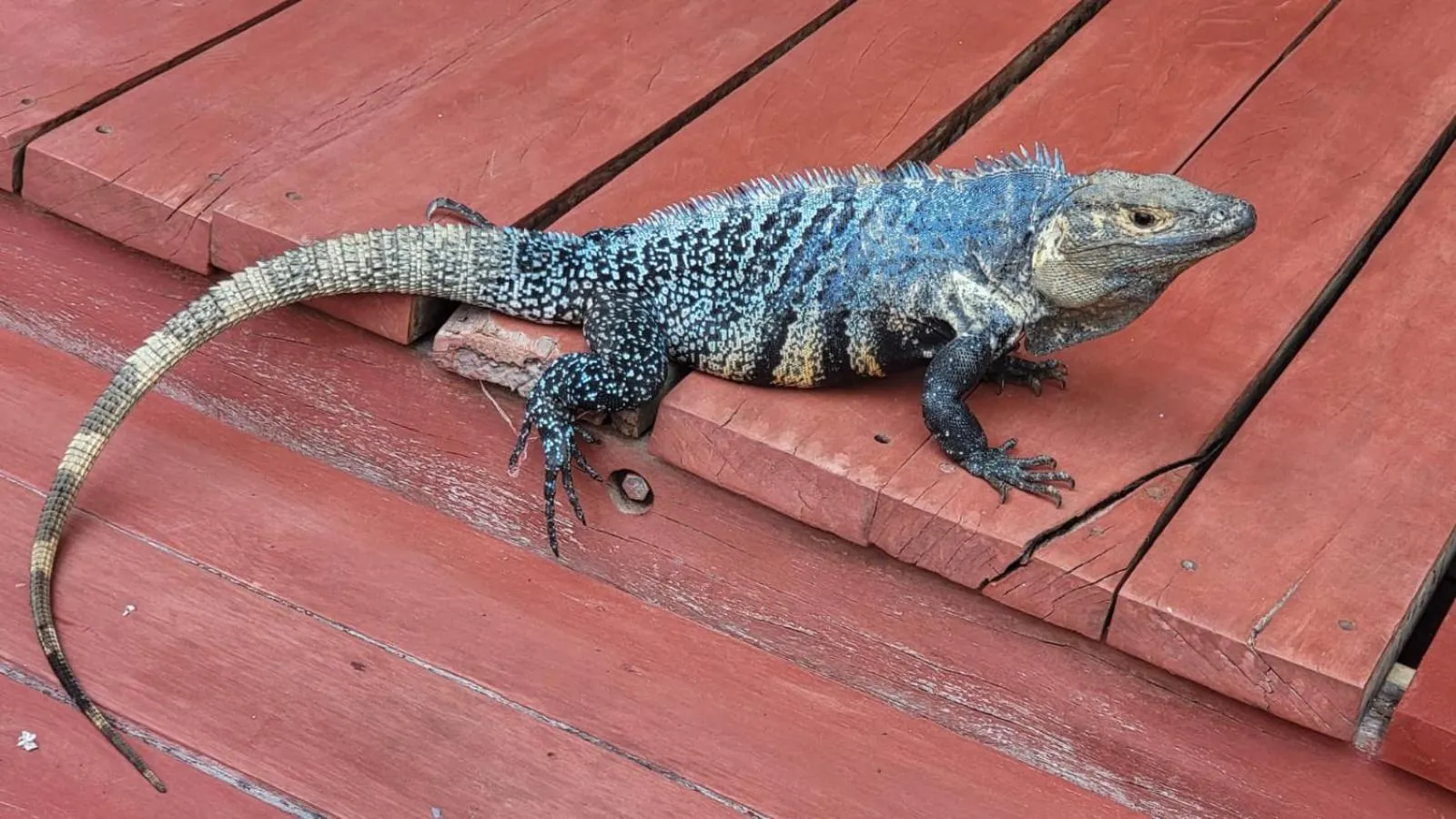 Animals in Agua Dulce On The Beach