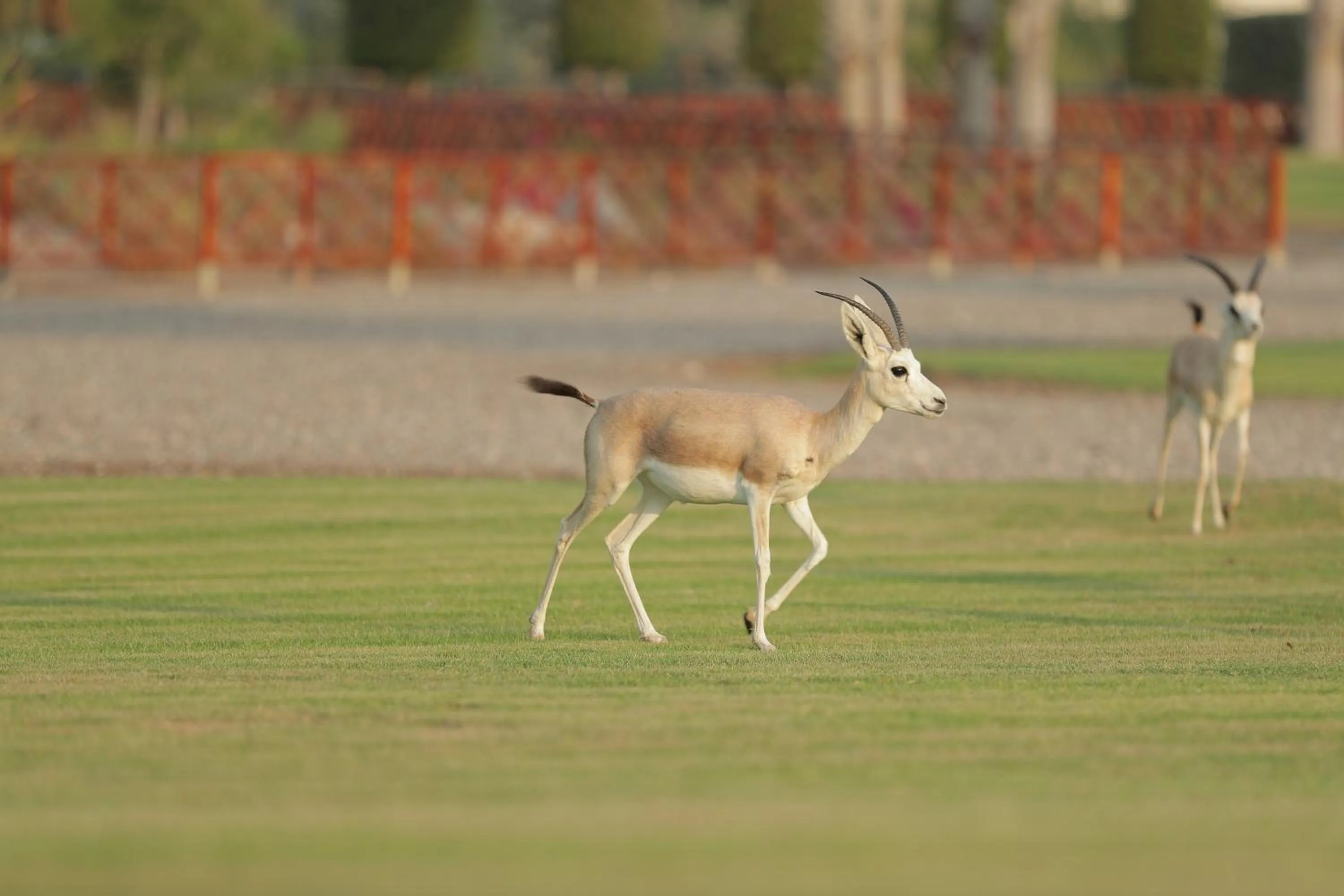 Property building in Al Maya Island & Resort