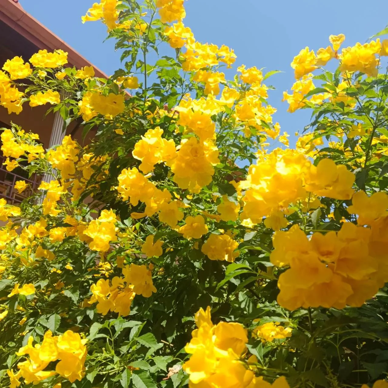 Garden in The Pace Phuket Boutique Resort