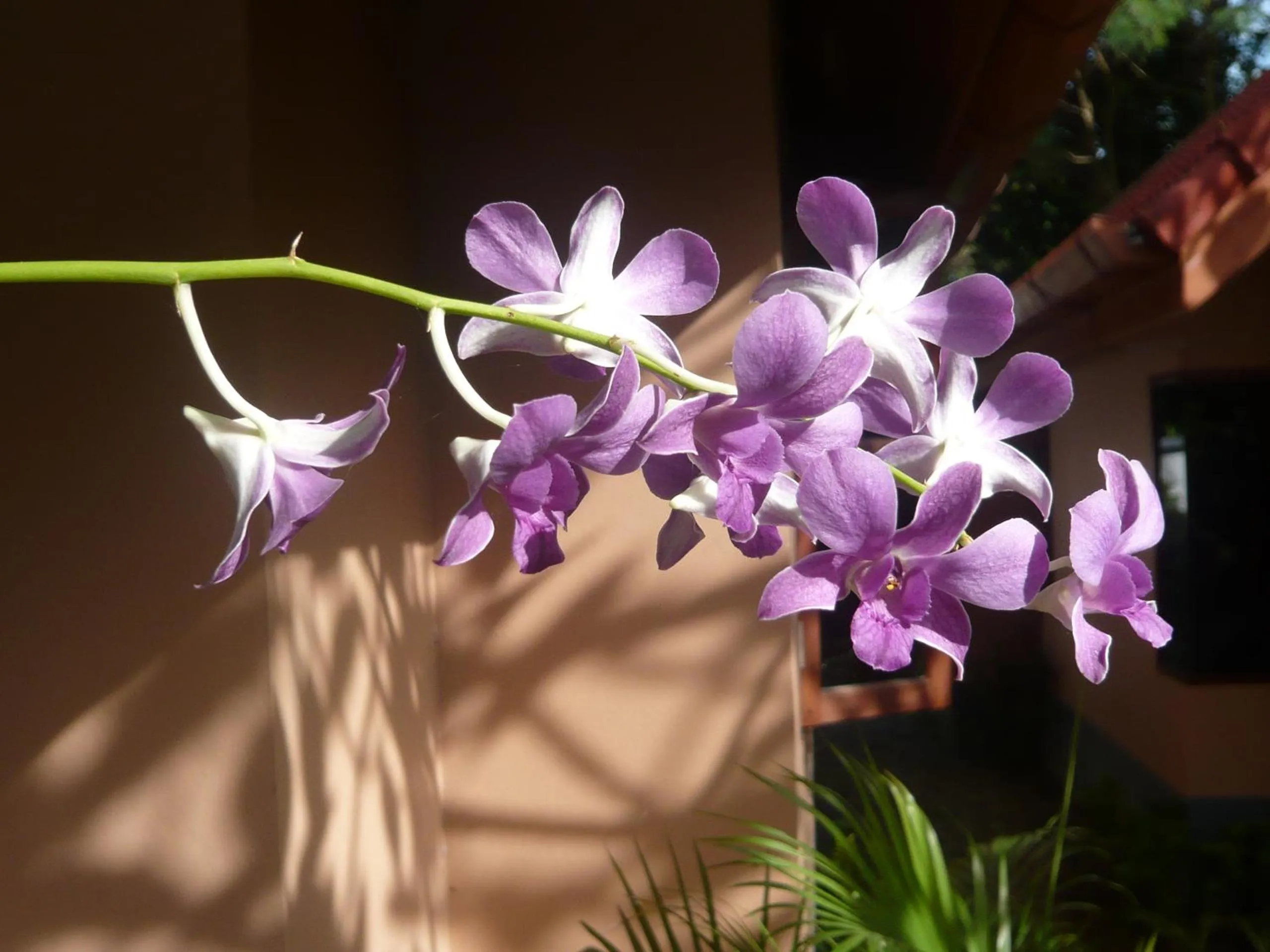 Garden in The Pace Phuket Boutique Resort