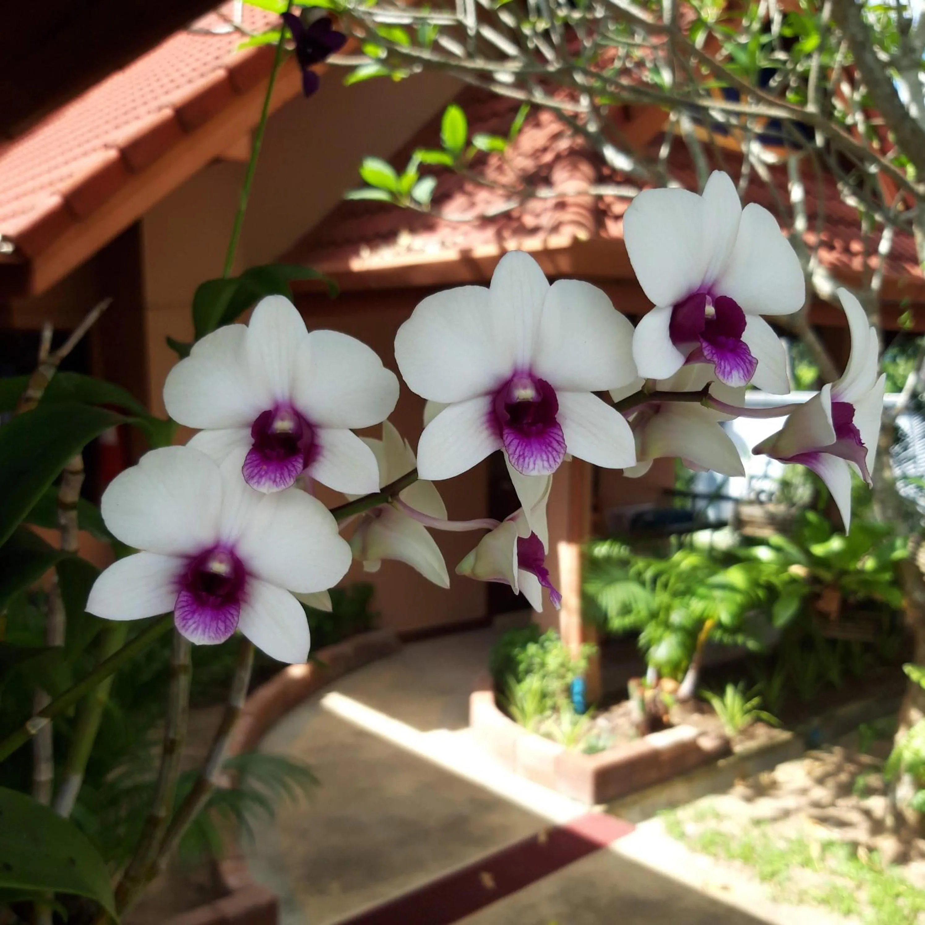 Garden in The Pace Phuket Boutique Resort