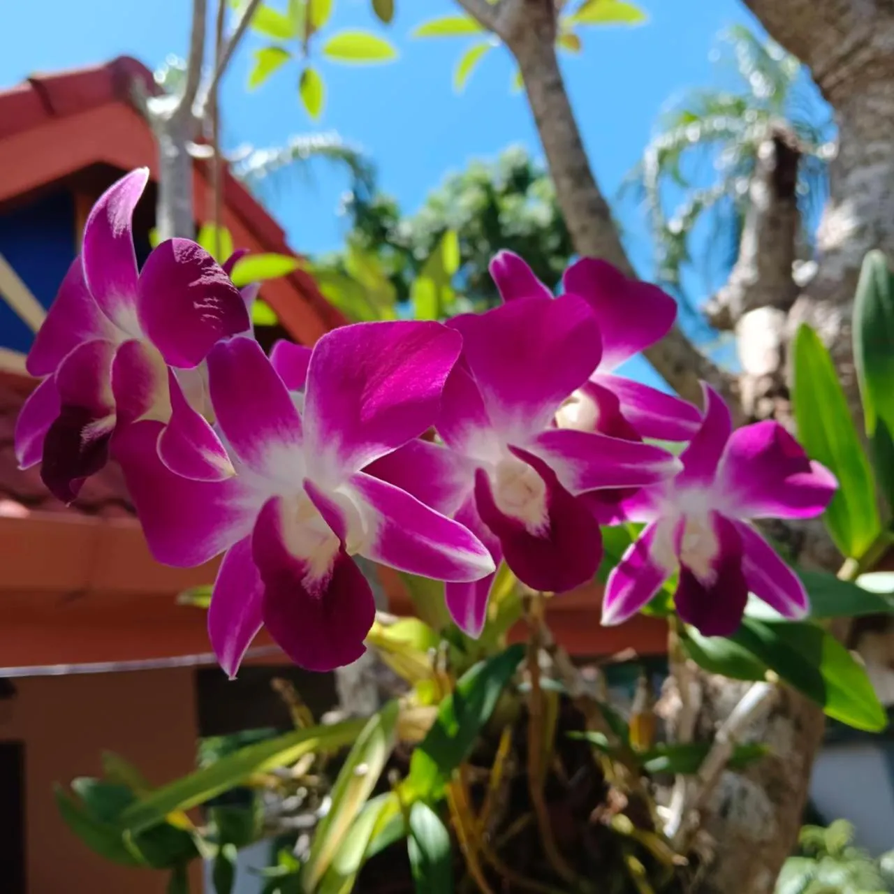 Garden in The Pace Phuket Boutique Resort