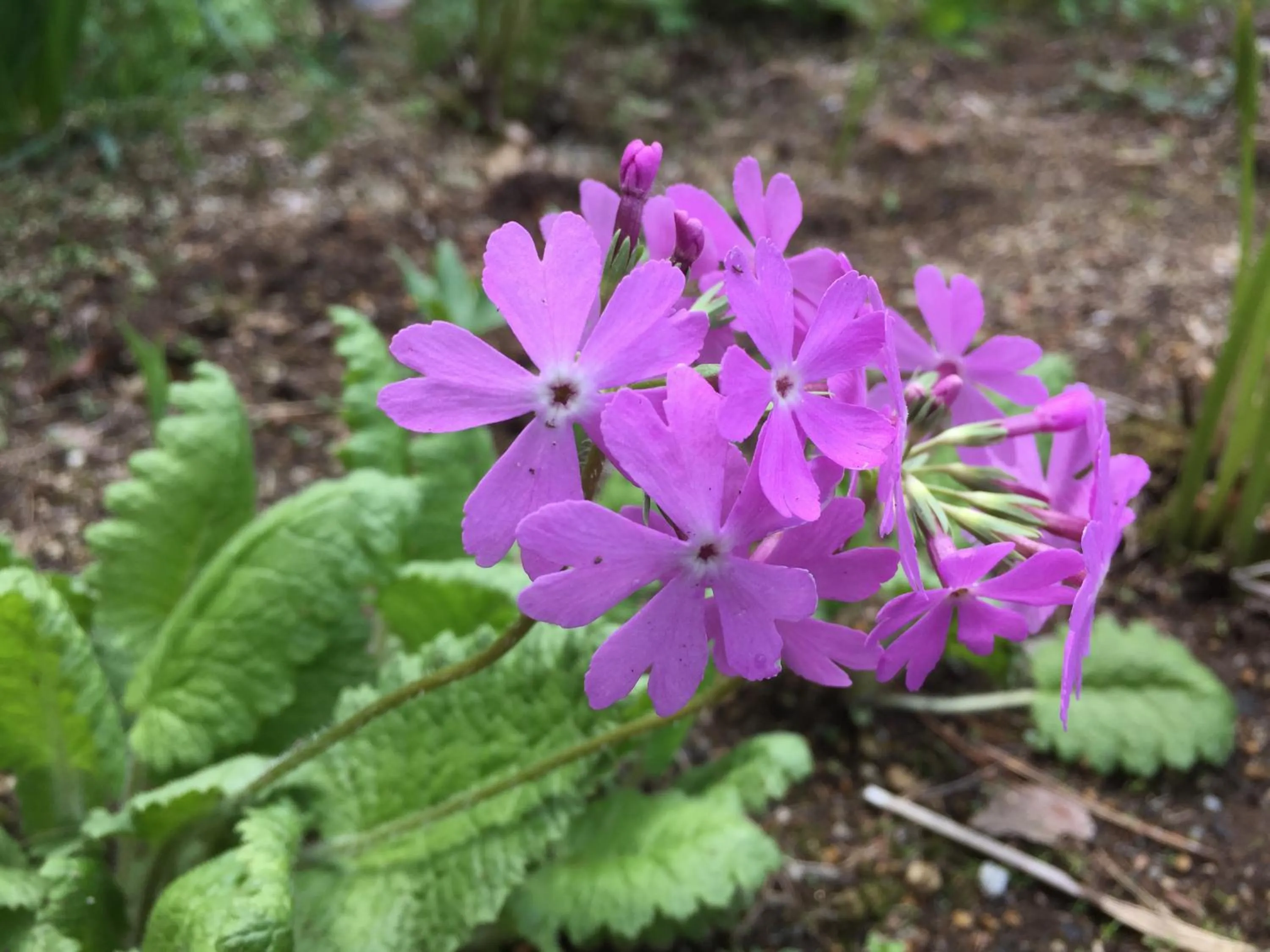 Garden in Petit Hotel & Restaurant Old Age