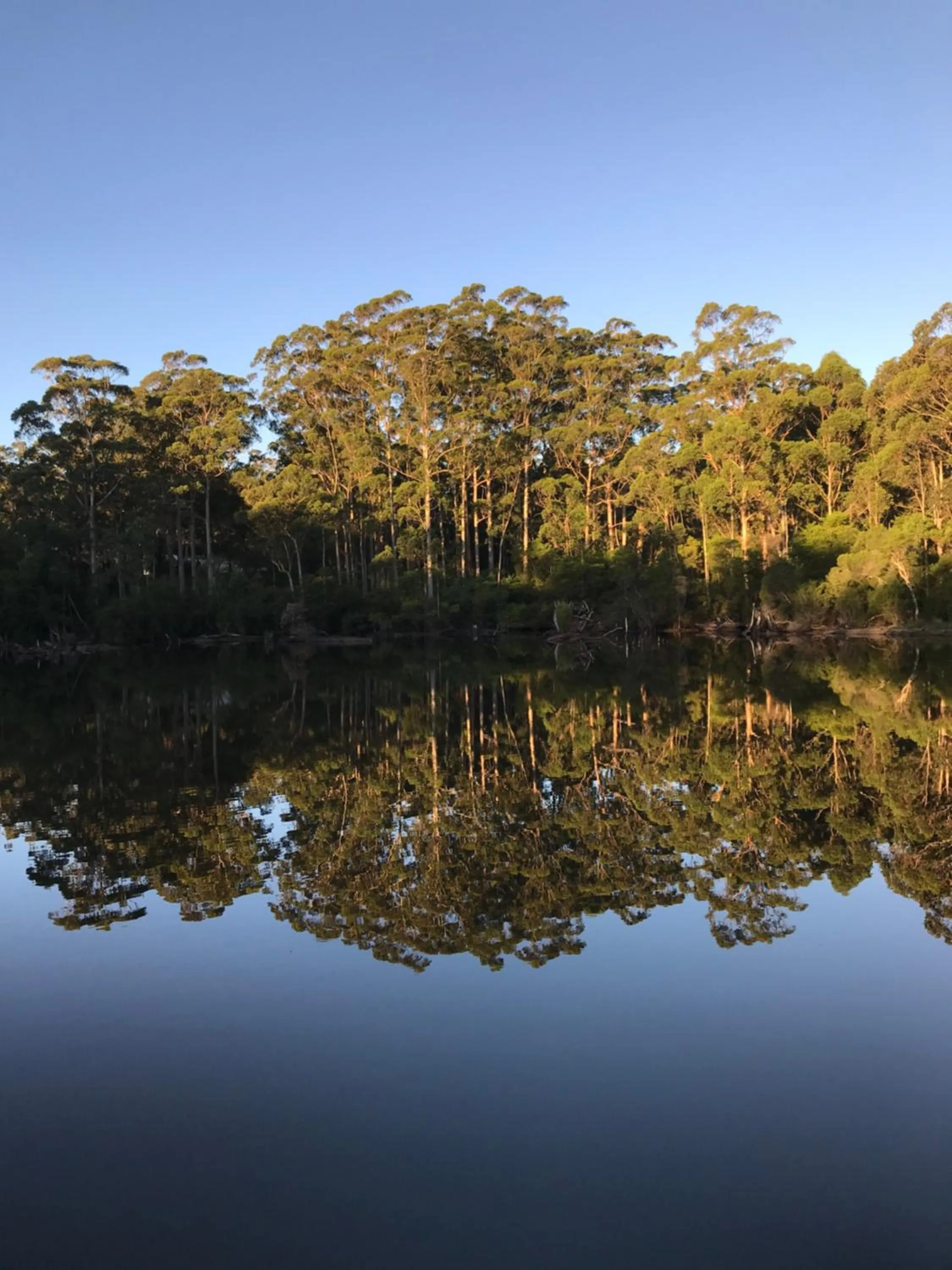 Natural landscape in Forest Lodge Resort