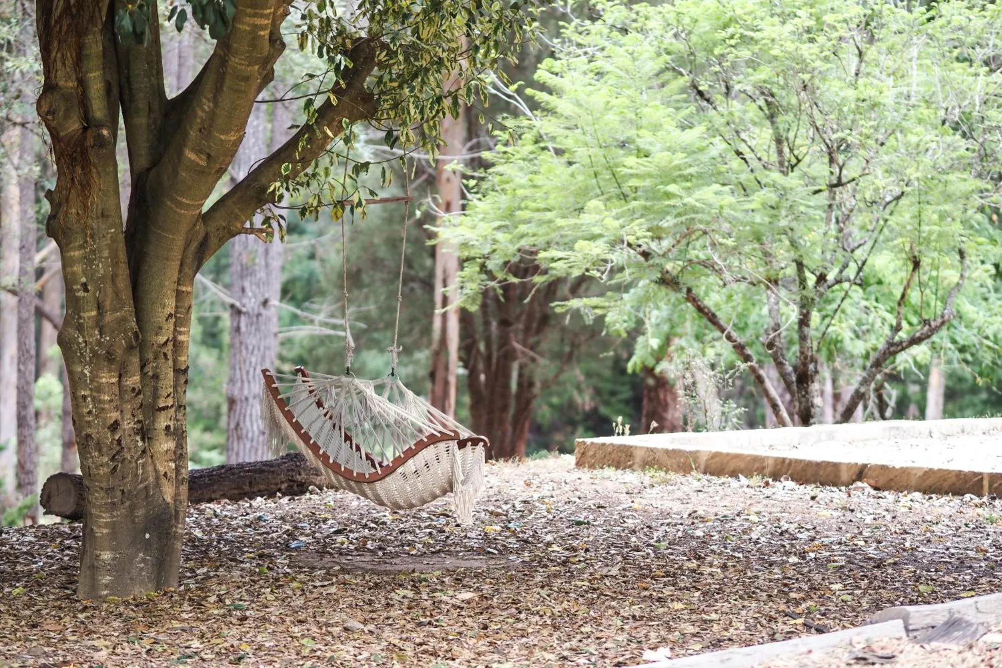 Day in Forest Lodge Resort