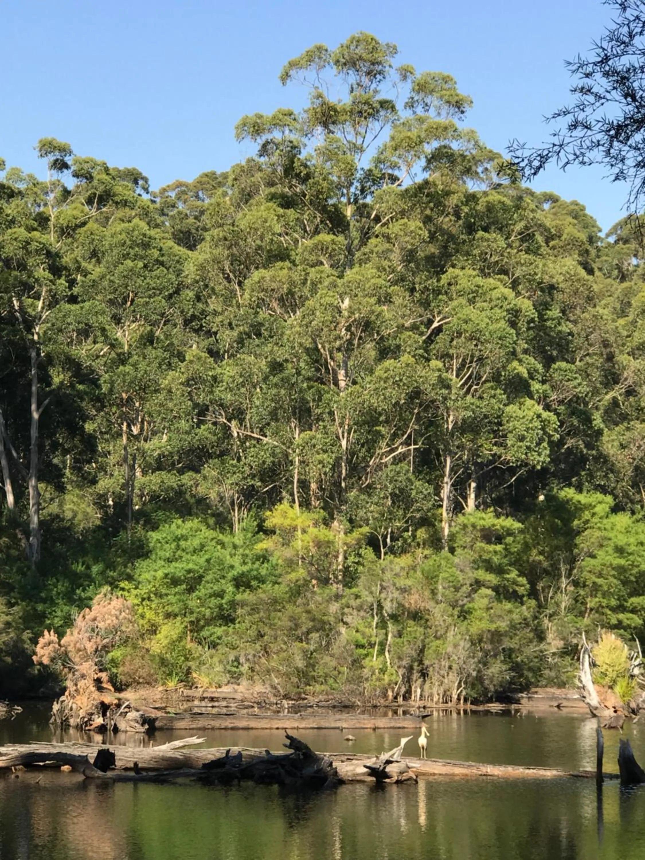 Garden in Forest Lodge Resort