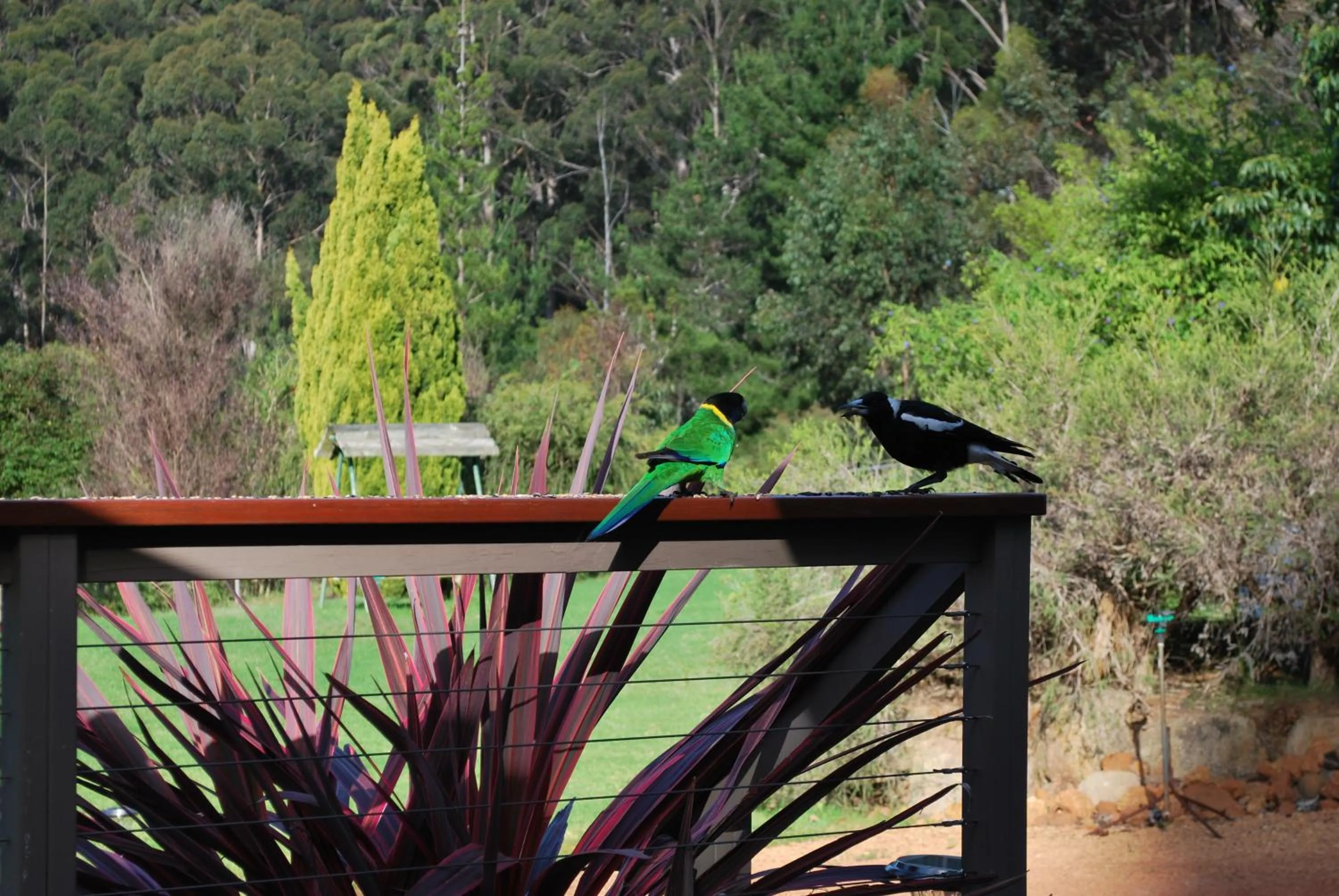 Animals in Forest Lodge Resort