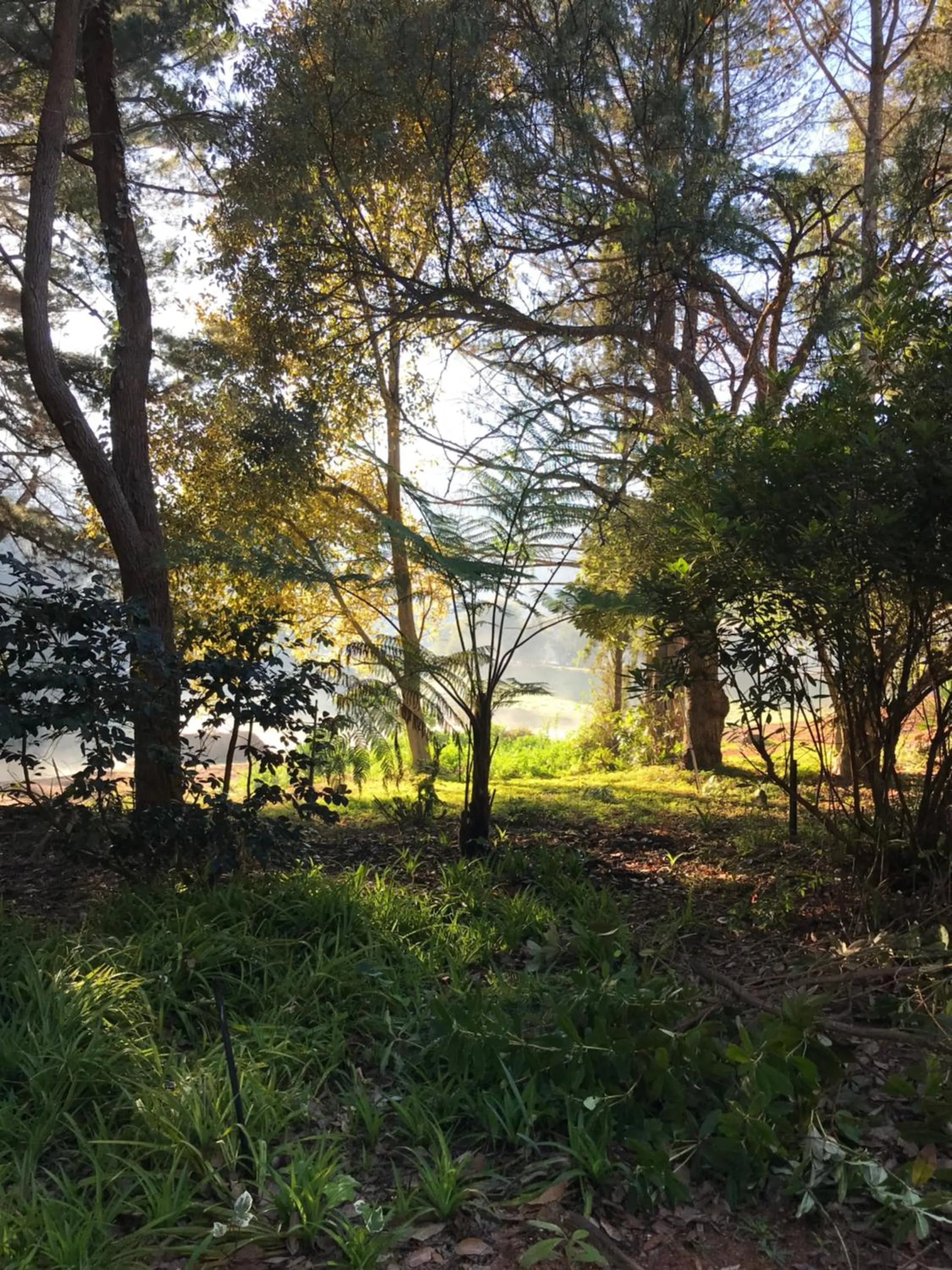 Garden view in Forest Lodge Resort
