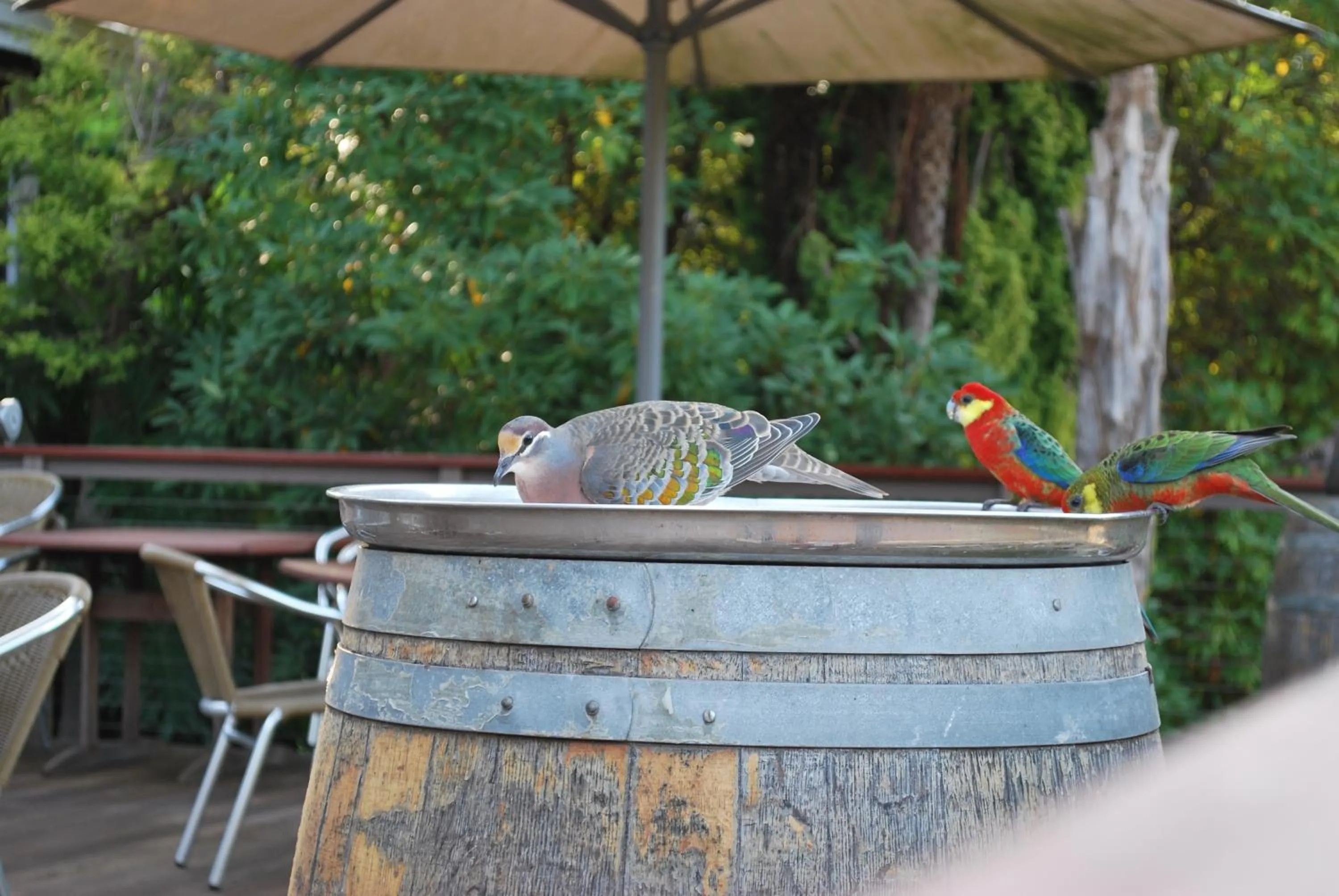 Pets in Forest Lodge Resort