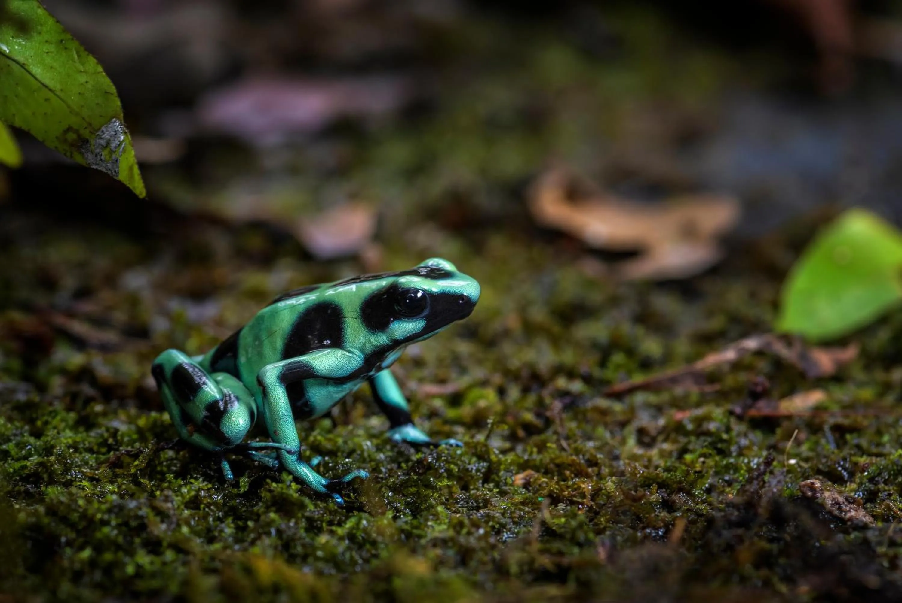 Animals in La Prometida