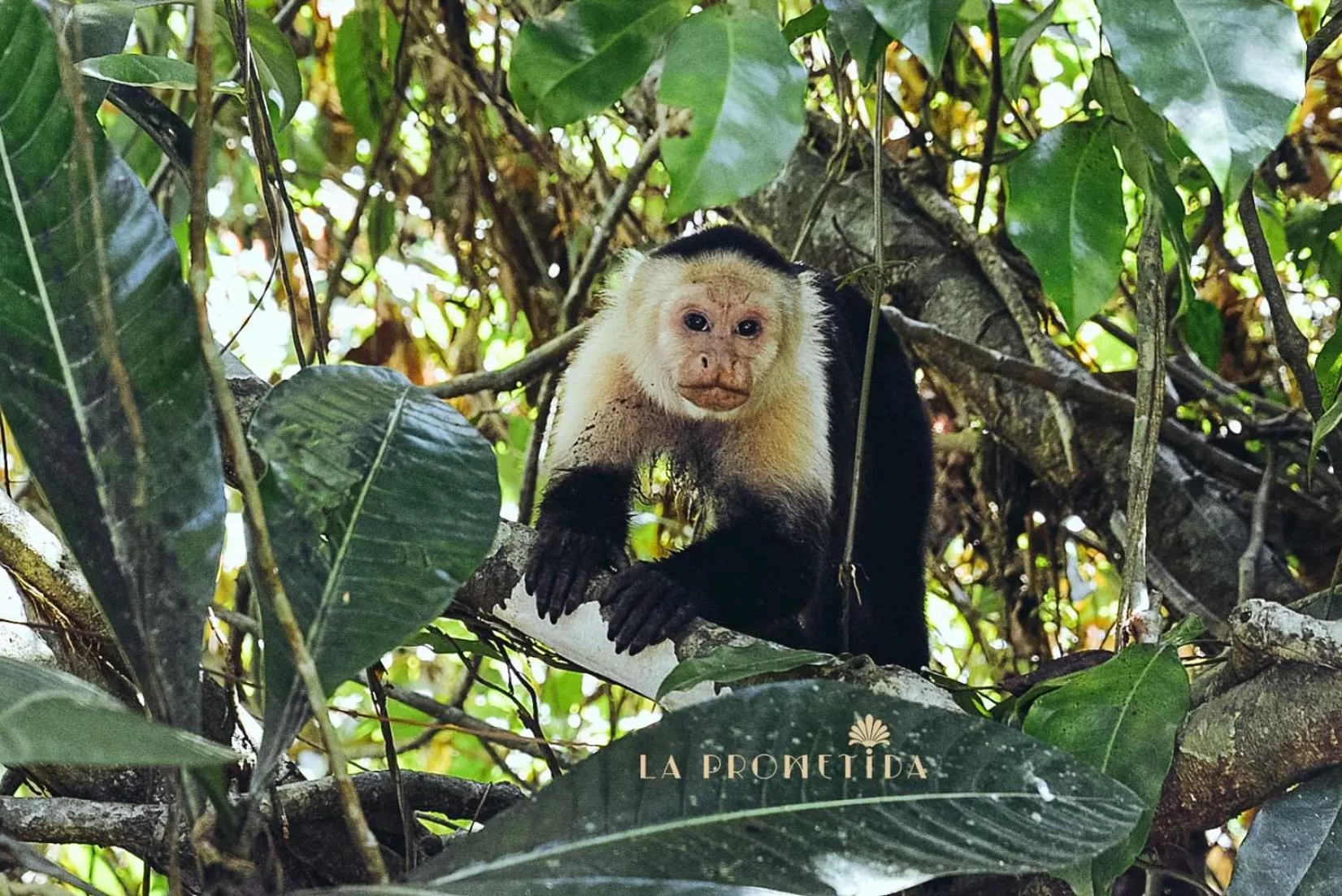 Nearby landmark in La Prometida