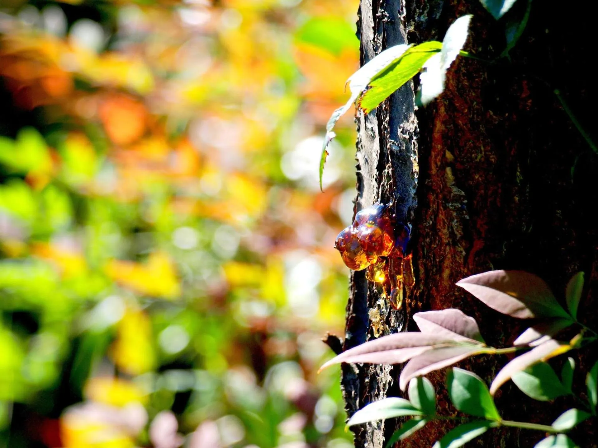 Garden in Granetal.Quartier