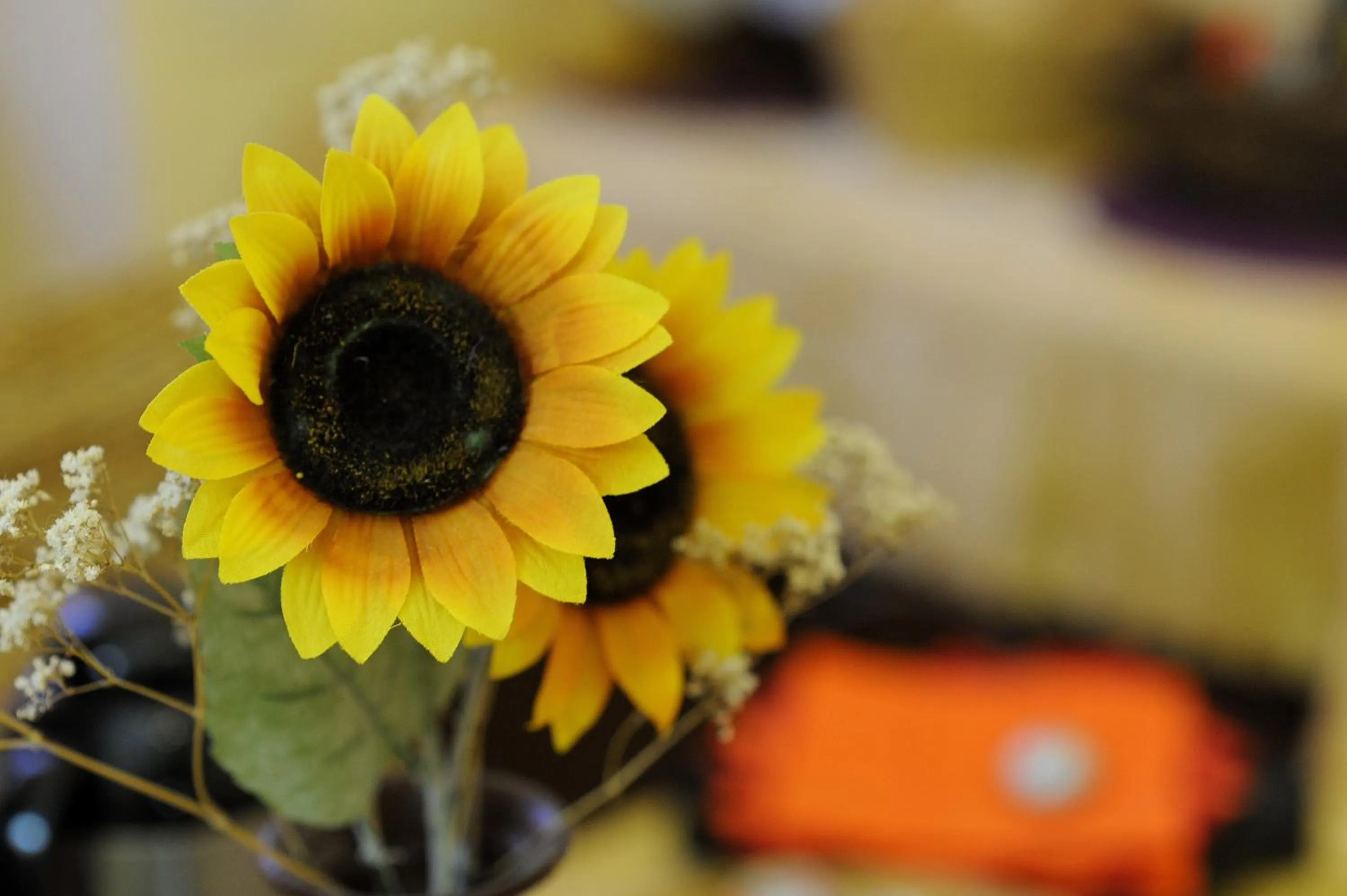 Restaurant/places to eat in La Casa Romana