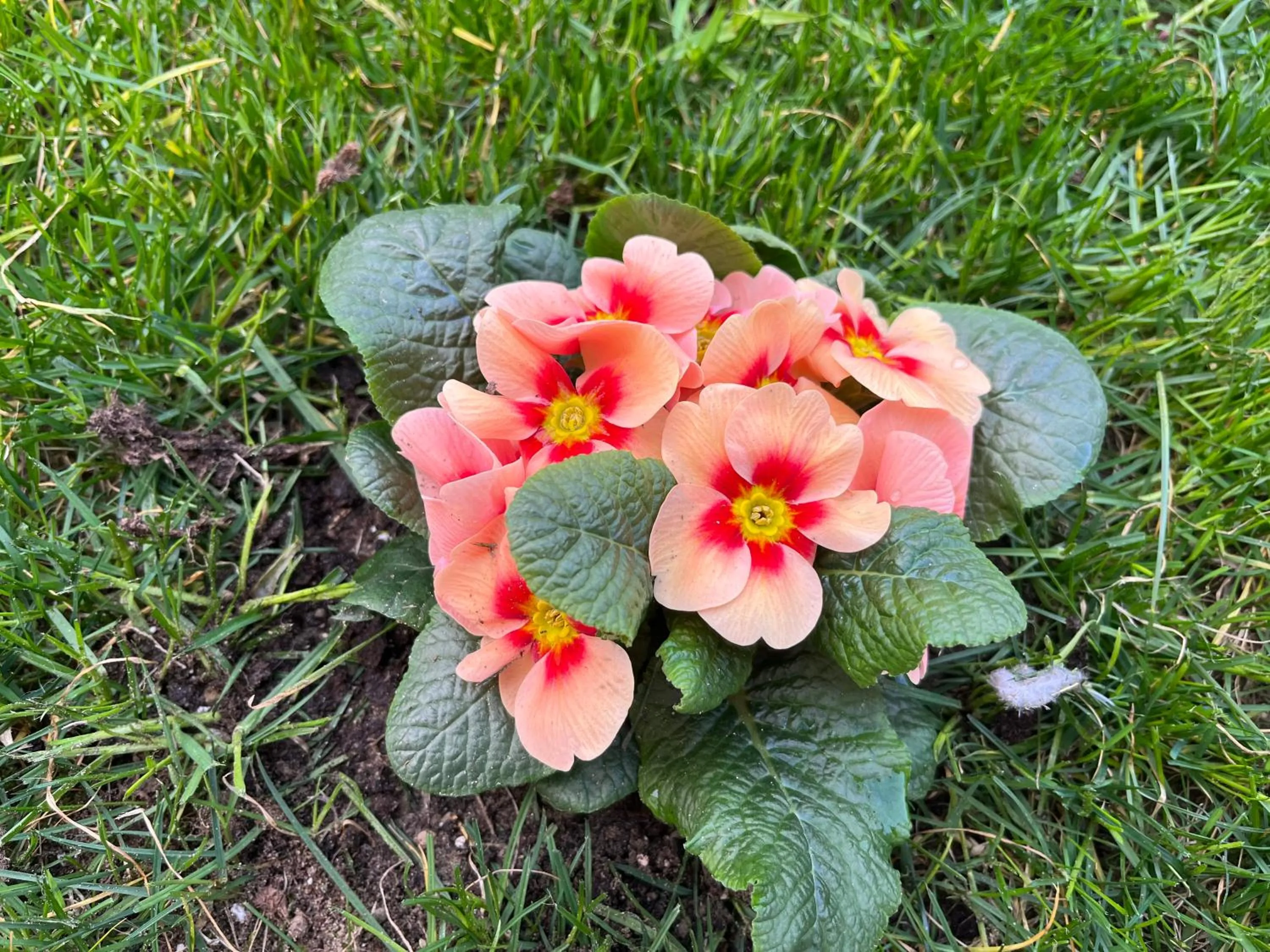 Garden in B&B La casa di Ale