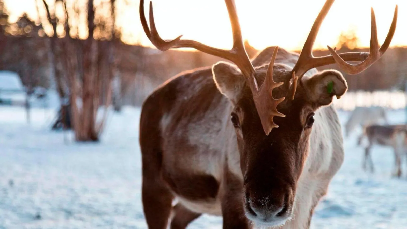 Activities in Aurora Collection