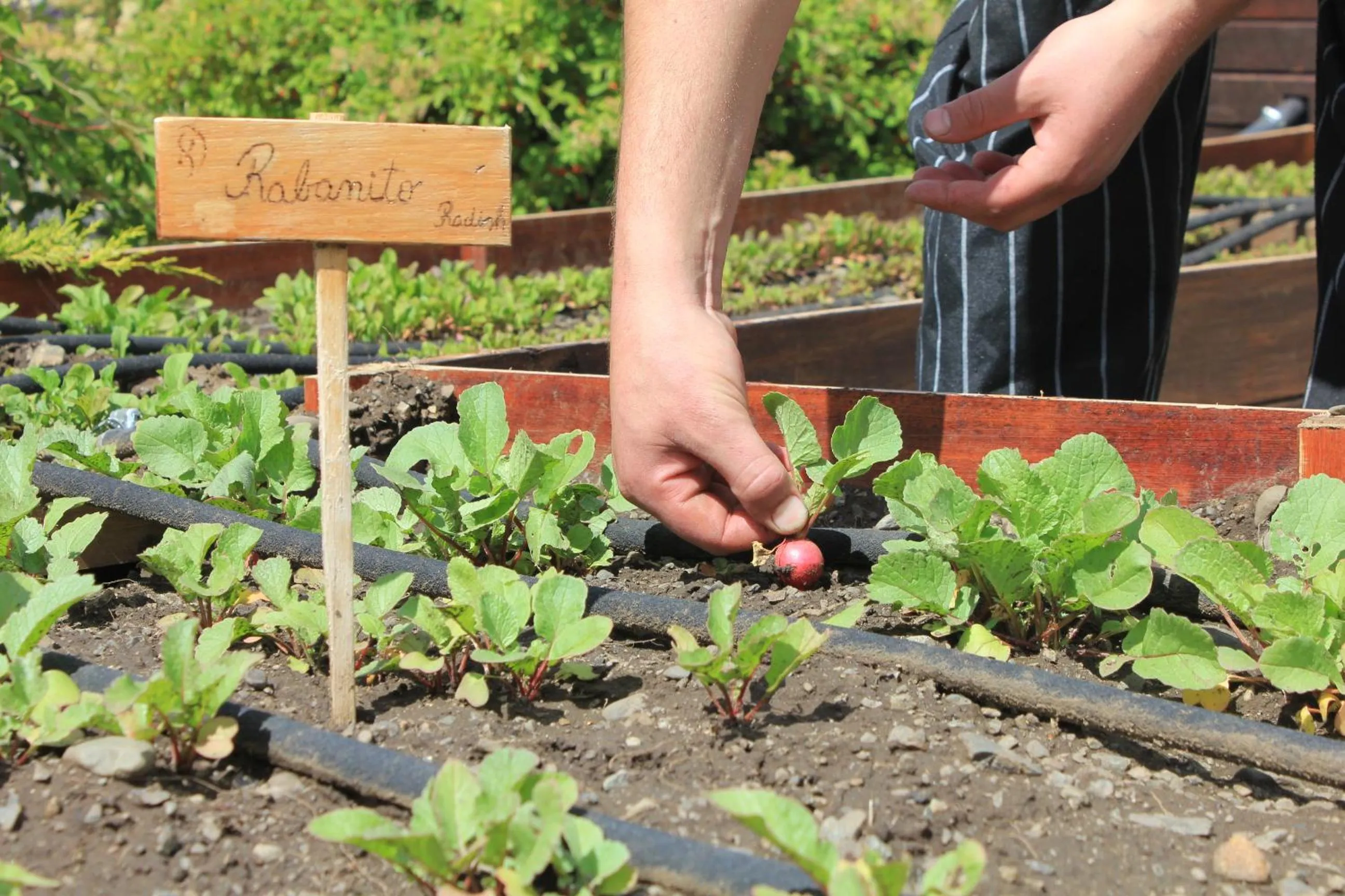 Patio in Xelena Hotel & Suites