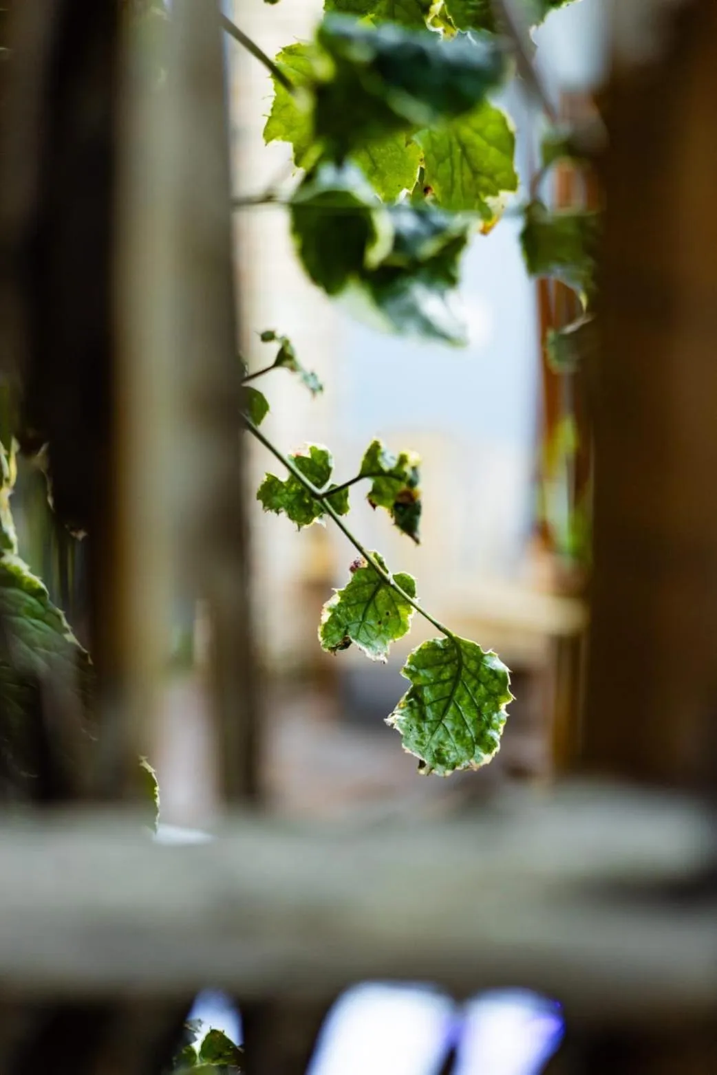 Villa Pantai Boutique Hotel Maragogi