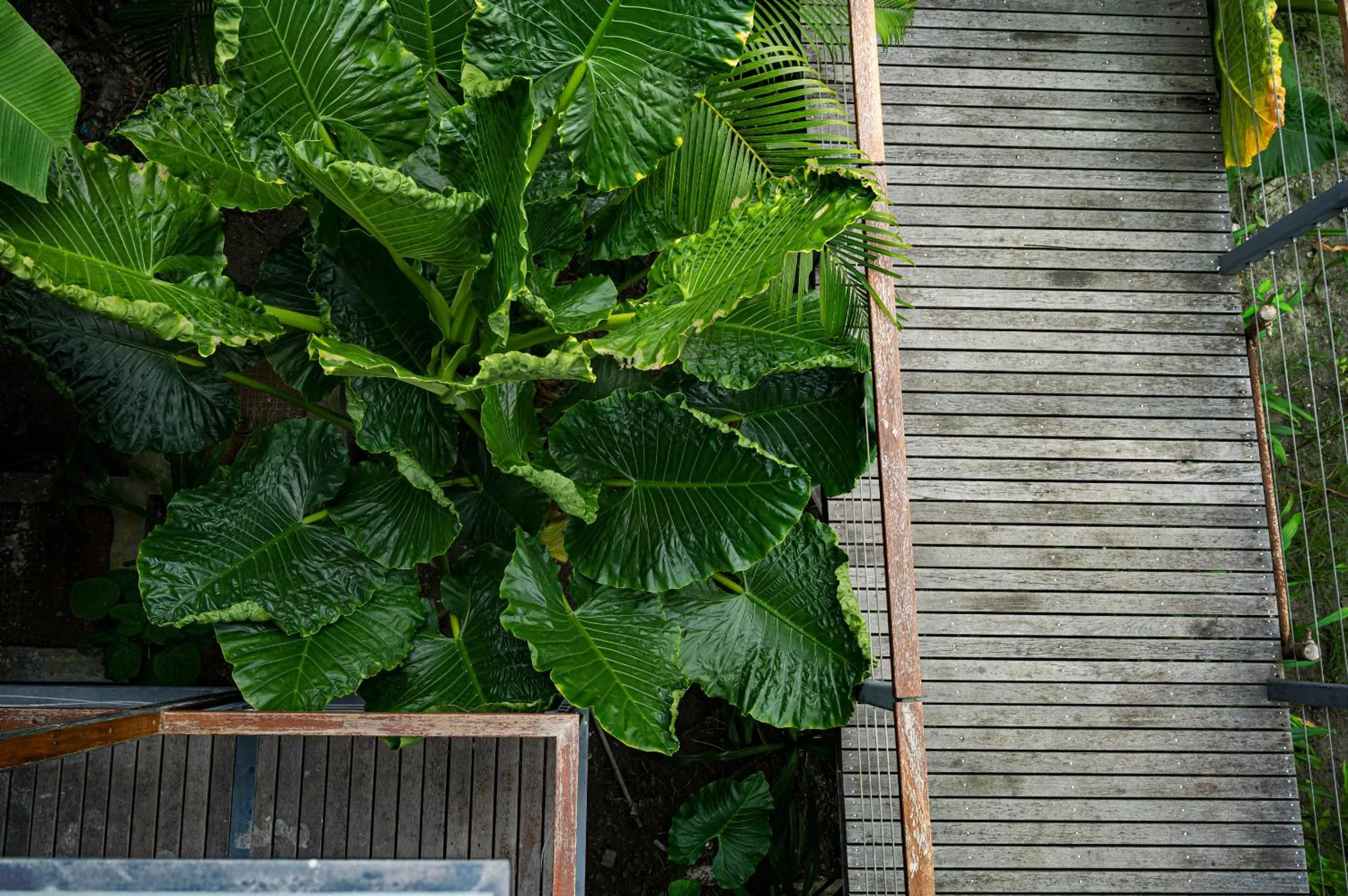 Floor plan in Tilar Siro Andamans - A CGH Earth Experience